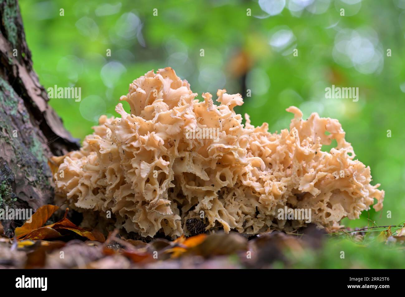 Holzkohlwurz (Holzkohlwurz crispa), am Stamm einer Kiefer, im Herbstwald, Oberhausen, Ruhrgebiet, Nordrhein-Westfalen Stockfoto