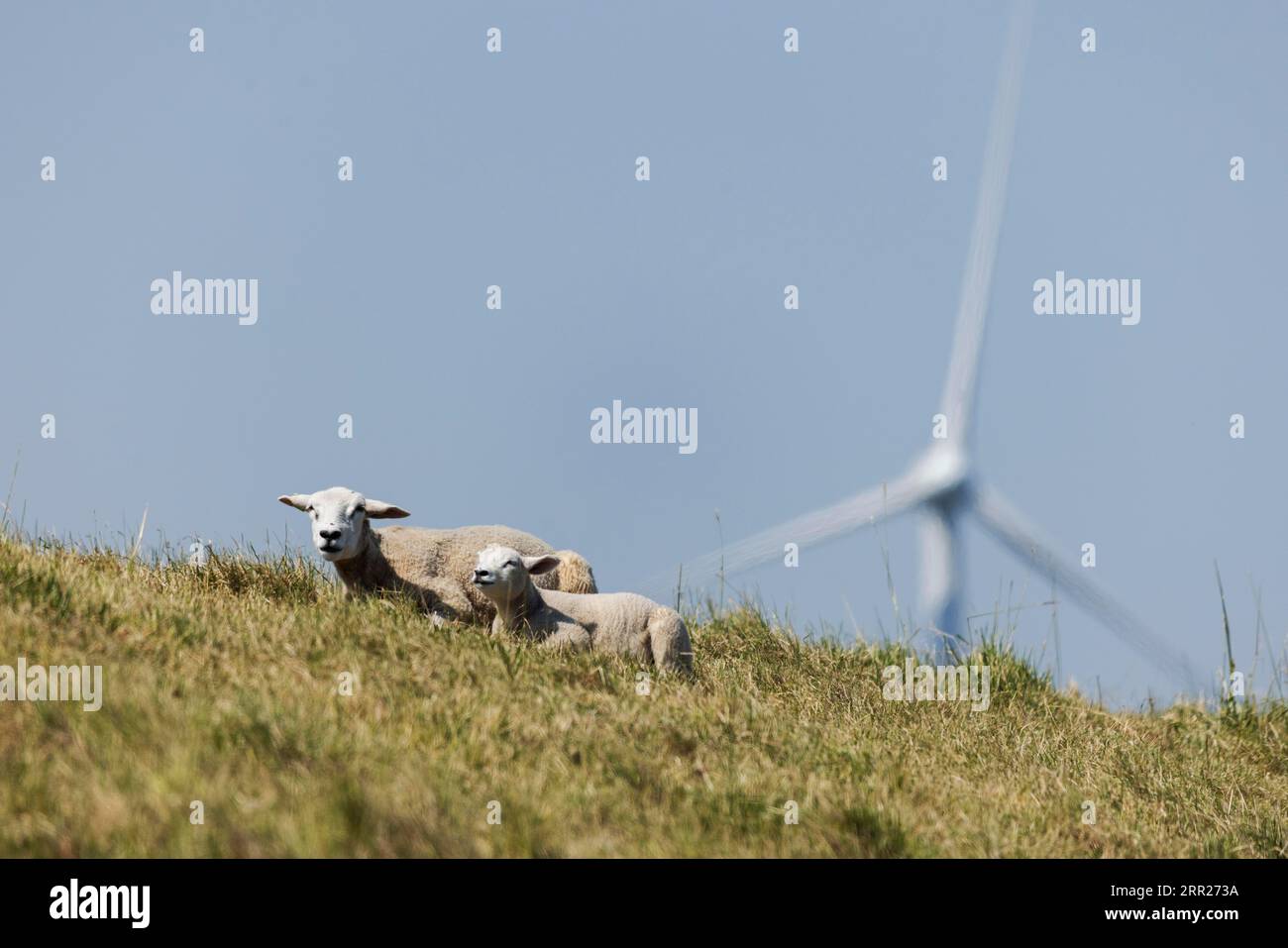 Zwei Schafe, Lämmer und Schafe, die im Gras auf einem Deich vor einer Windkraftanlage für Windenergie im Sommer liegen, Breskens, Sluis, Zeeuws Vlaanderen Stockfoto