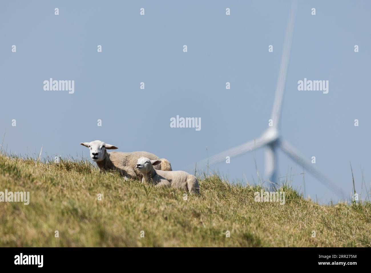 Zwei Schafe, Lämmer und Schafe, die im Gras auf einem Deich vor einer Windkraftanlage für Windenergie im Sommer liegen, Breskens, Sluis, Zeeuws Vlaanderen Stockfoto