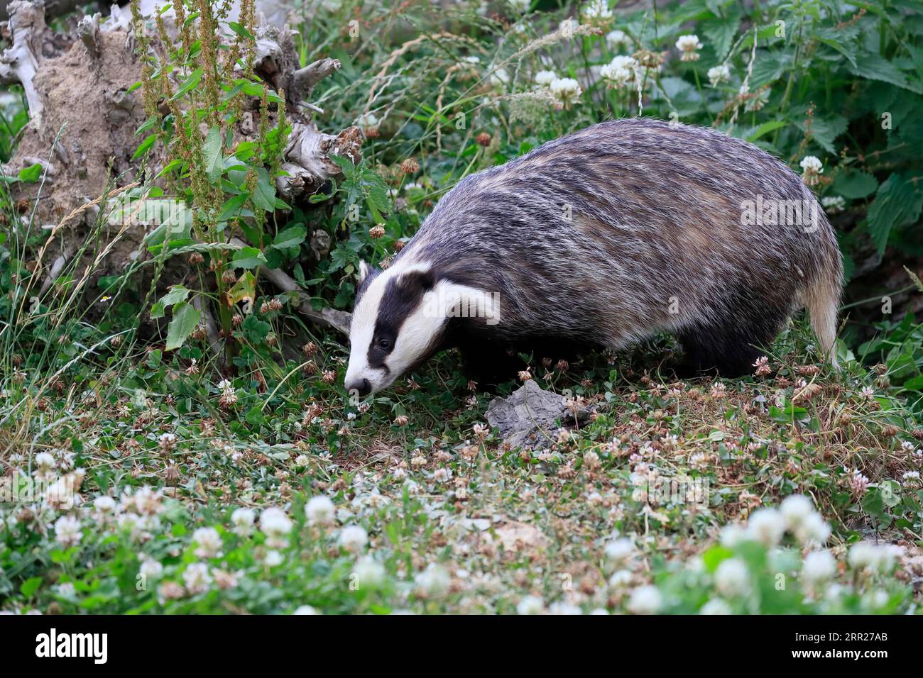 Europäischer Dachs (Meles meles), Erwachsener, auf Futtersuche, Wiese, Surrey, England, Großbritannien Stockfoto