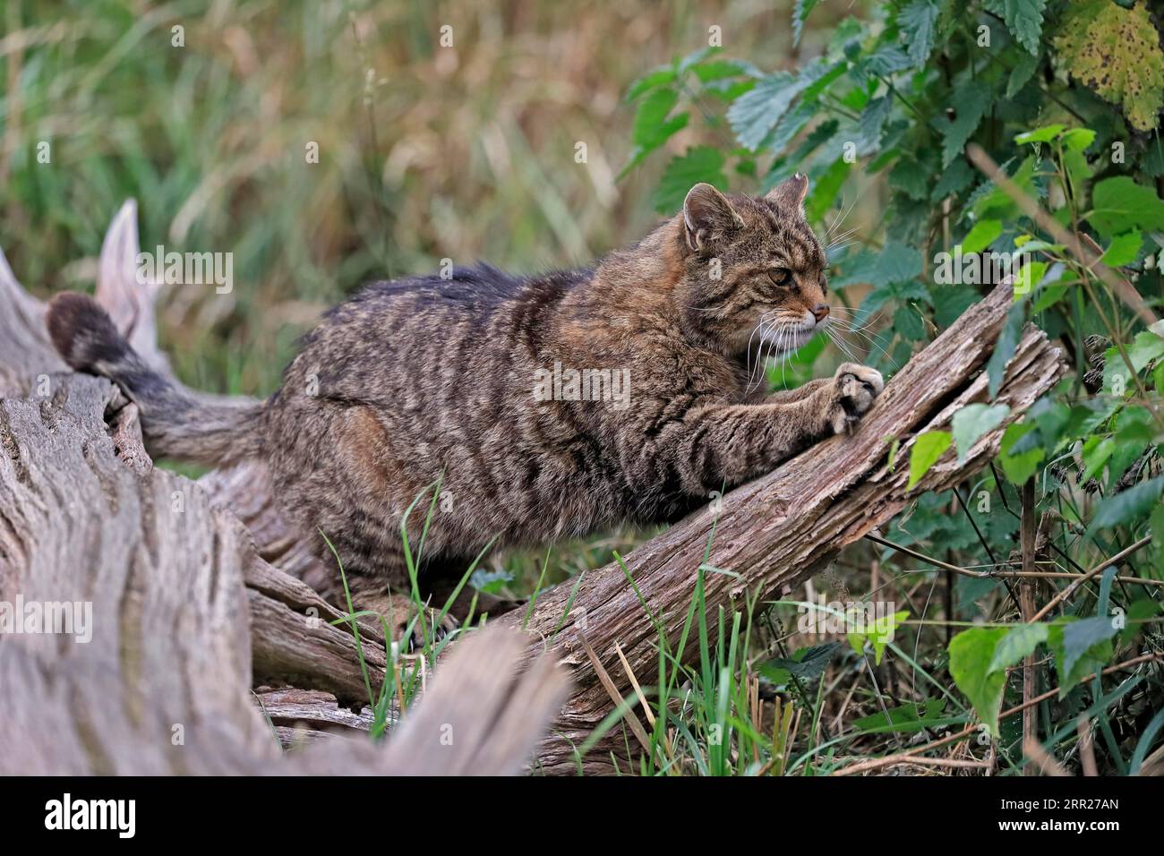 Europäische Wildkatze (Felis silvestris), Erwachsene, am Baumstamm, Krallen schärfen, Alarm, Surrey, England, Großbritannien Stockfoto