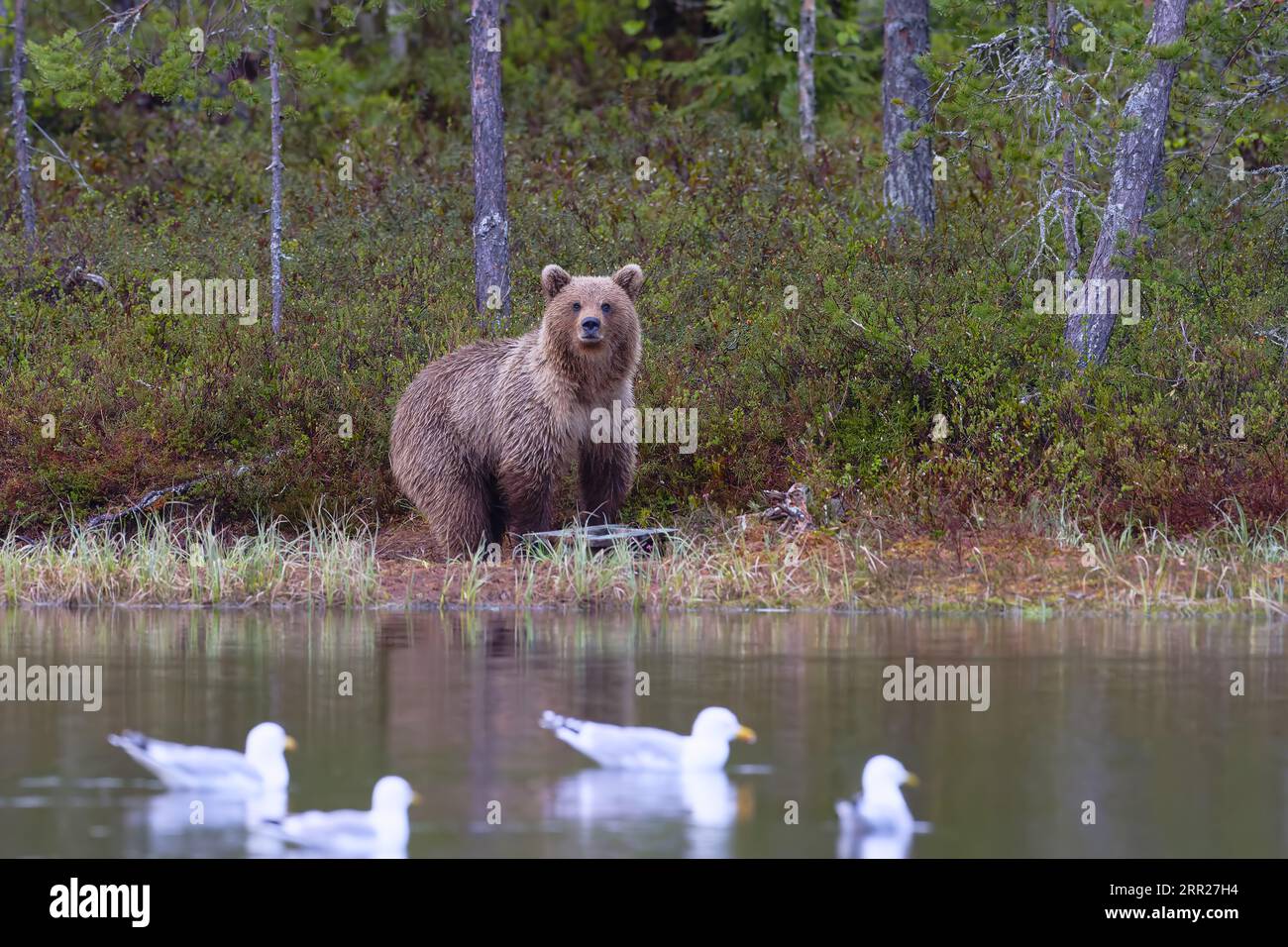 Europäischer Braunbär (Ursus Arctos) entlang des Sees in der Taiga, Karelien, Finnland, Skandinavien Stockfoto