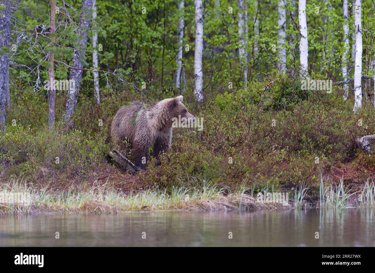 Europäischer Braunbär (Ursus Arctos) entlang des Sees in der Taiga, Karelien, Finnland, Skandinavien Stockfoto