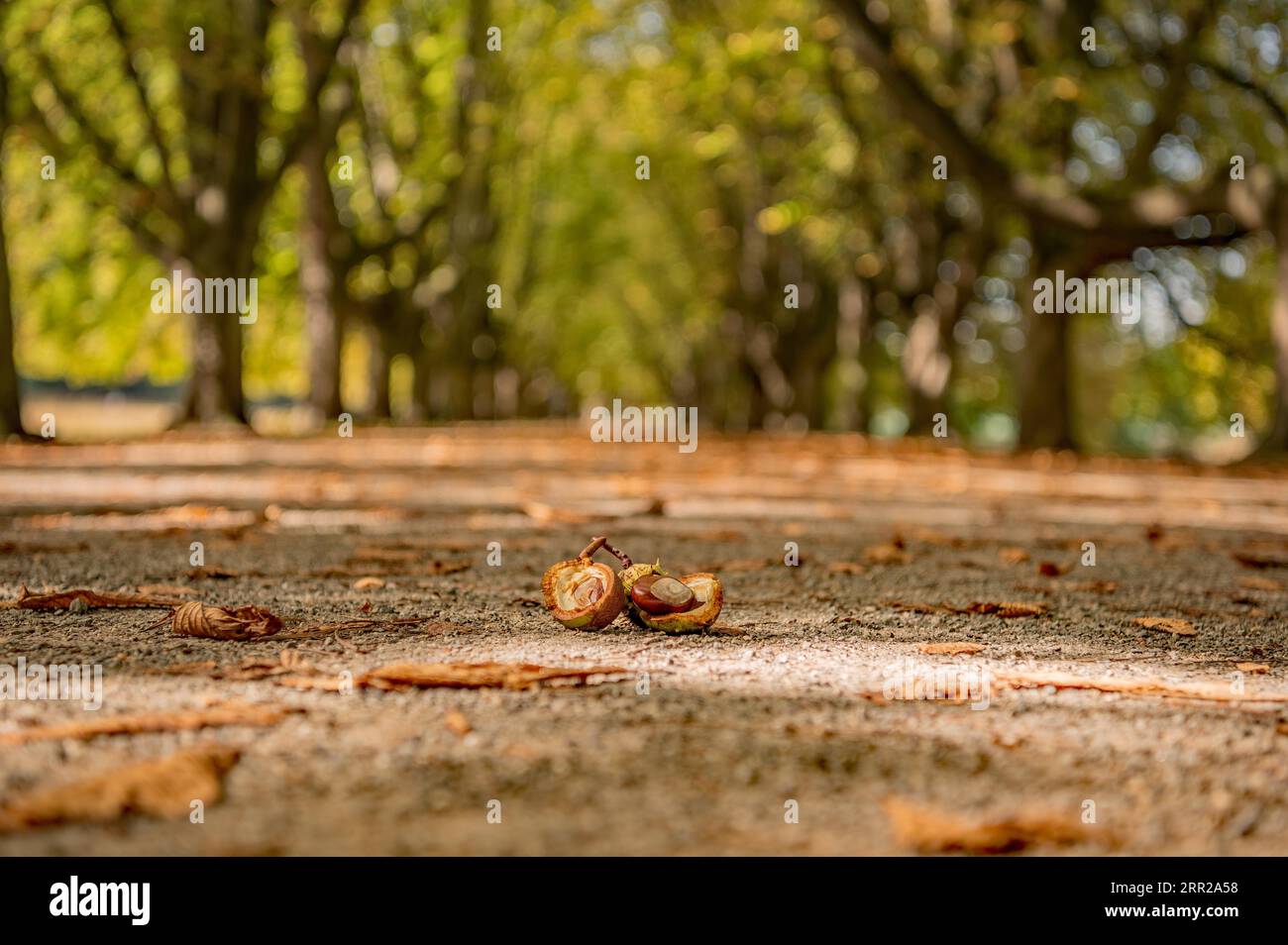 Kastanien auf einem Waldweg Stockfoto