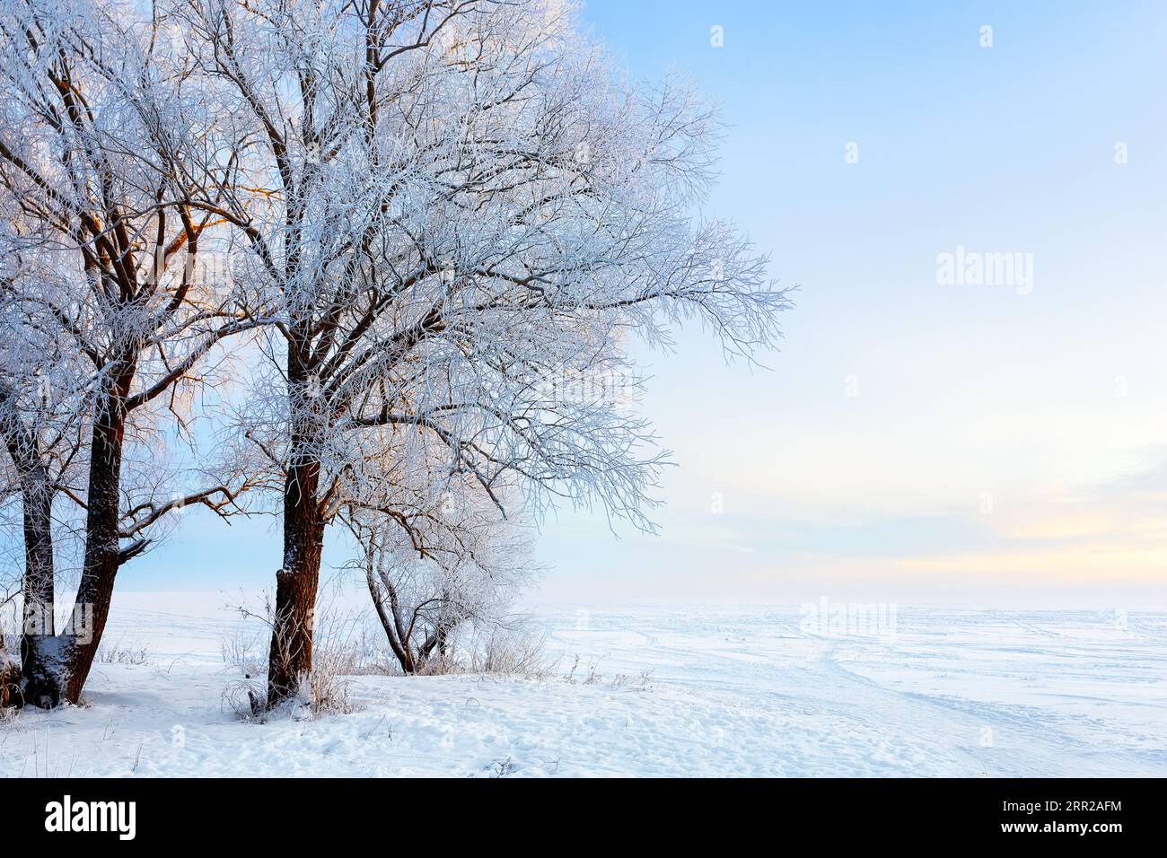 Winter schöne Landschaft mit Bäumen bedeckt mit Raureif. Frostige Winterlandschaft im verschneiten Wald. Stockfoto