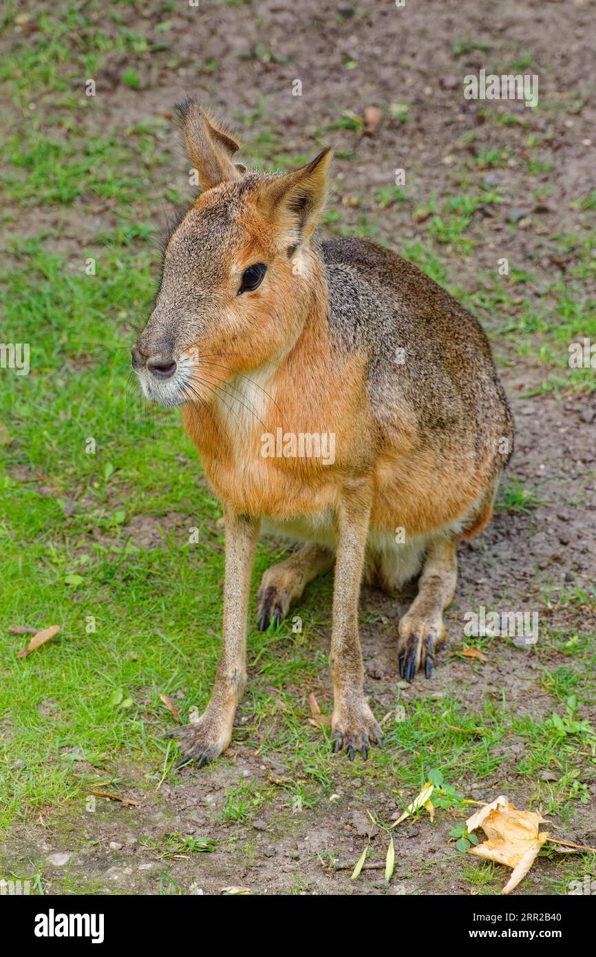 Patagonisches Mara (Dolichotis patagonum), in Gefangenschaft, Vorkommen Südamerika Stockfoto