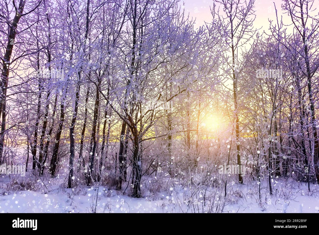 Wunderschöne Winterlandschaft mit Wald, Bäumen bedeckt Schnee, Schneeflocken und Sonnenuntergang. Purpurrote Winterlandschaft mit Sonnenuntergang. Stockfoto