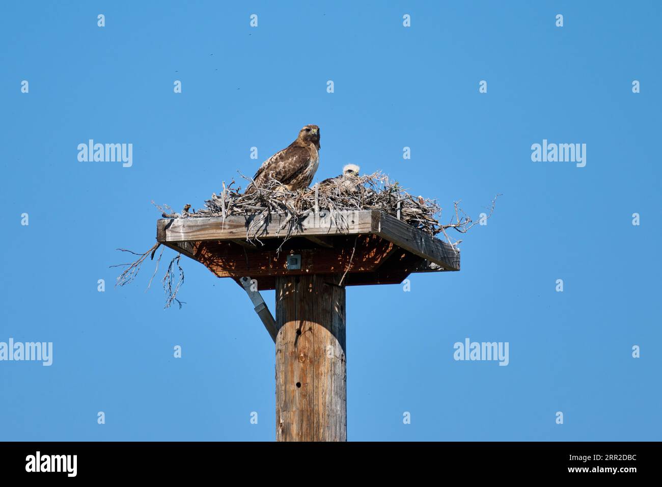 Rotschwanzfalke (Buteo jamaicensis) mit Küken auf ihrem Nest, Wyoming, Vereinigte Staaten von Amerika Stockfoto