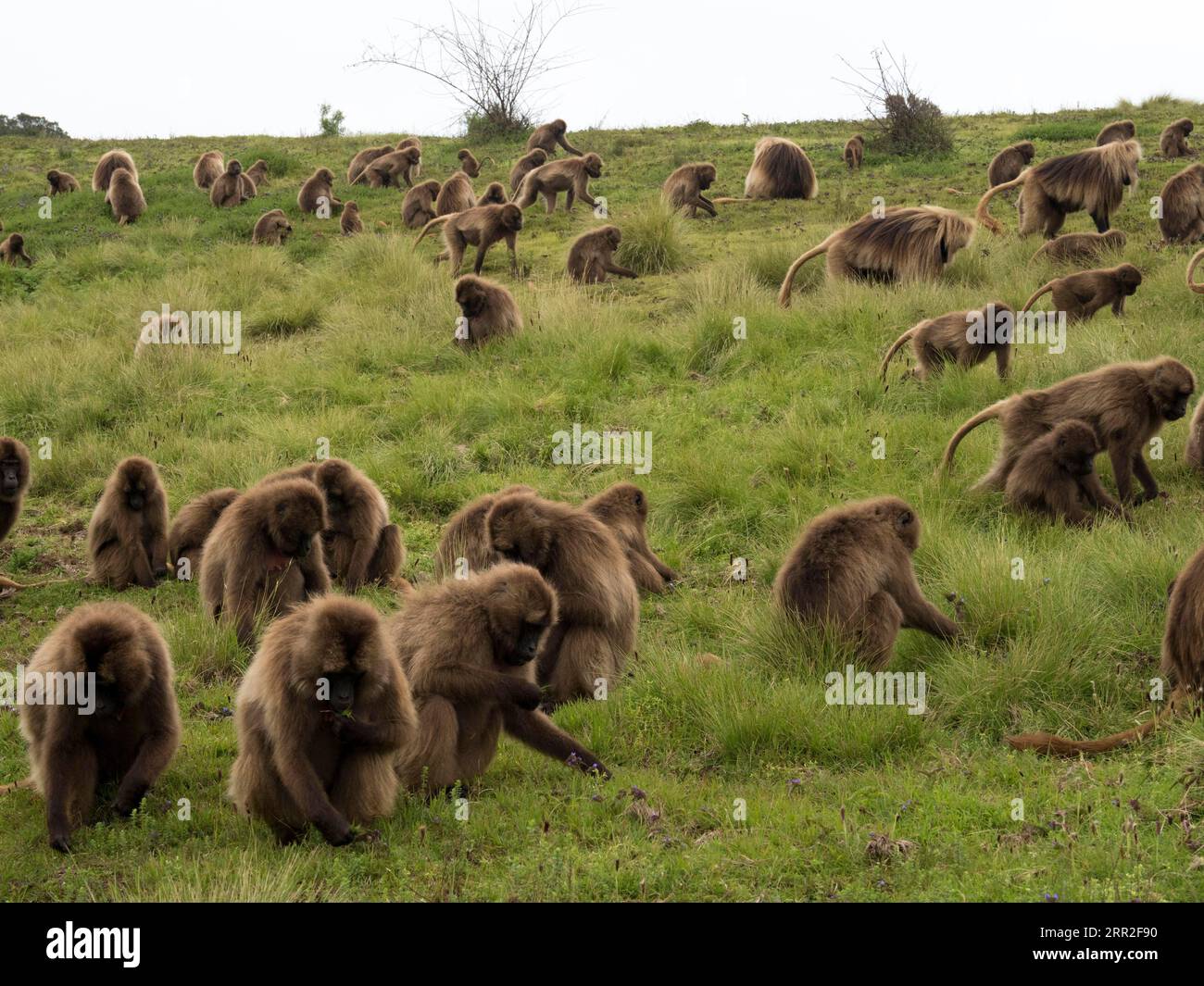 Gelada-Paviane (Theropithecus gelada), blutgerösteter Pavian, Großherdenfütterung auf Wiesen, Semien-Nationalpark, Äthiopien Stockfoto