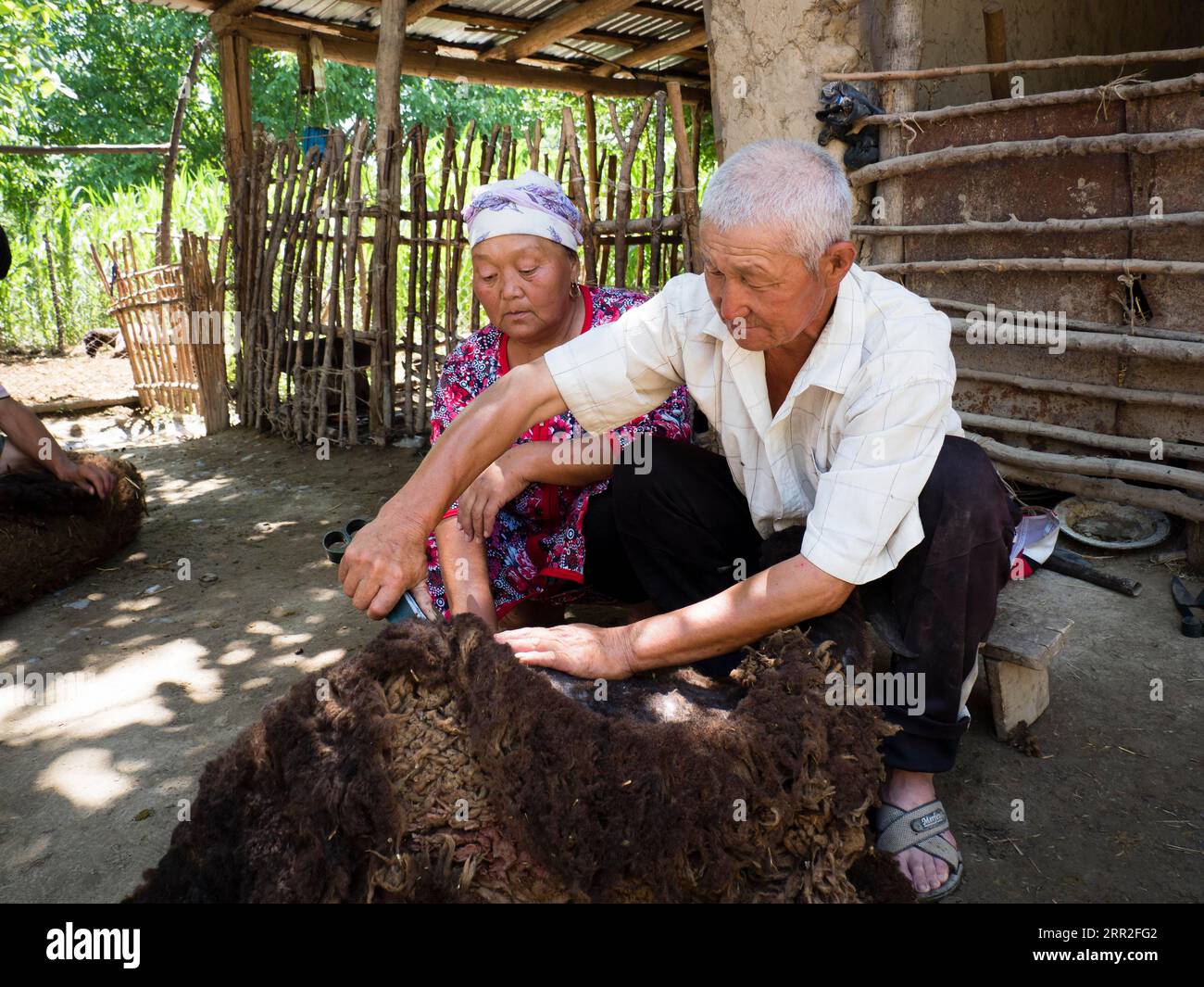 Landwirt, Mann, der Schafe schert, Kirgisistan Stockfoto
