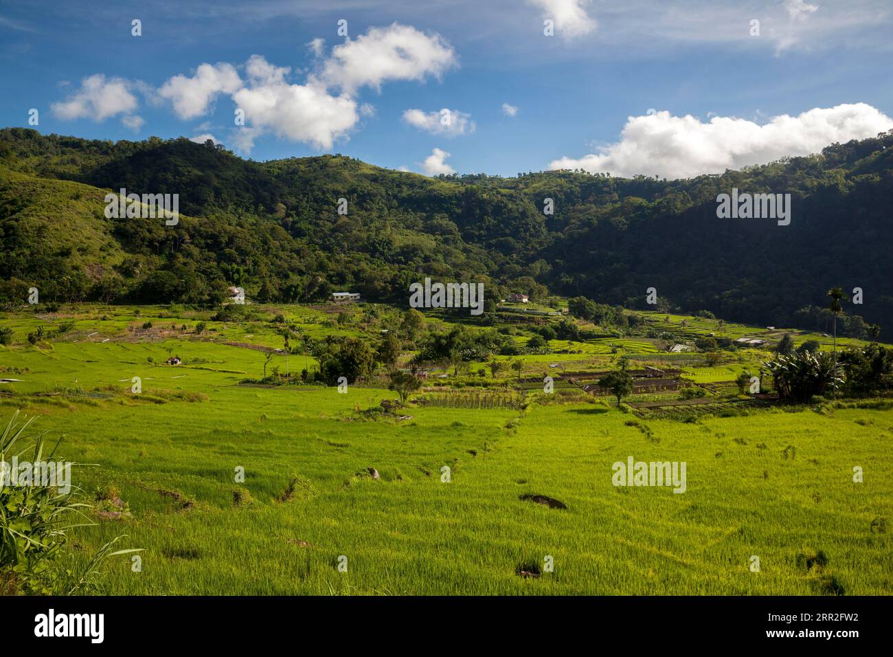 Reisfelder und Berge, Moni, Flores, Nusa Tenggara Timur, Indonesien Stockfoto