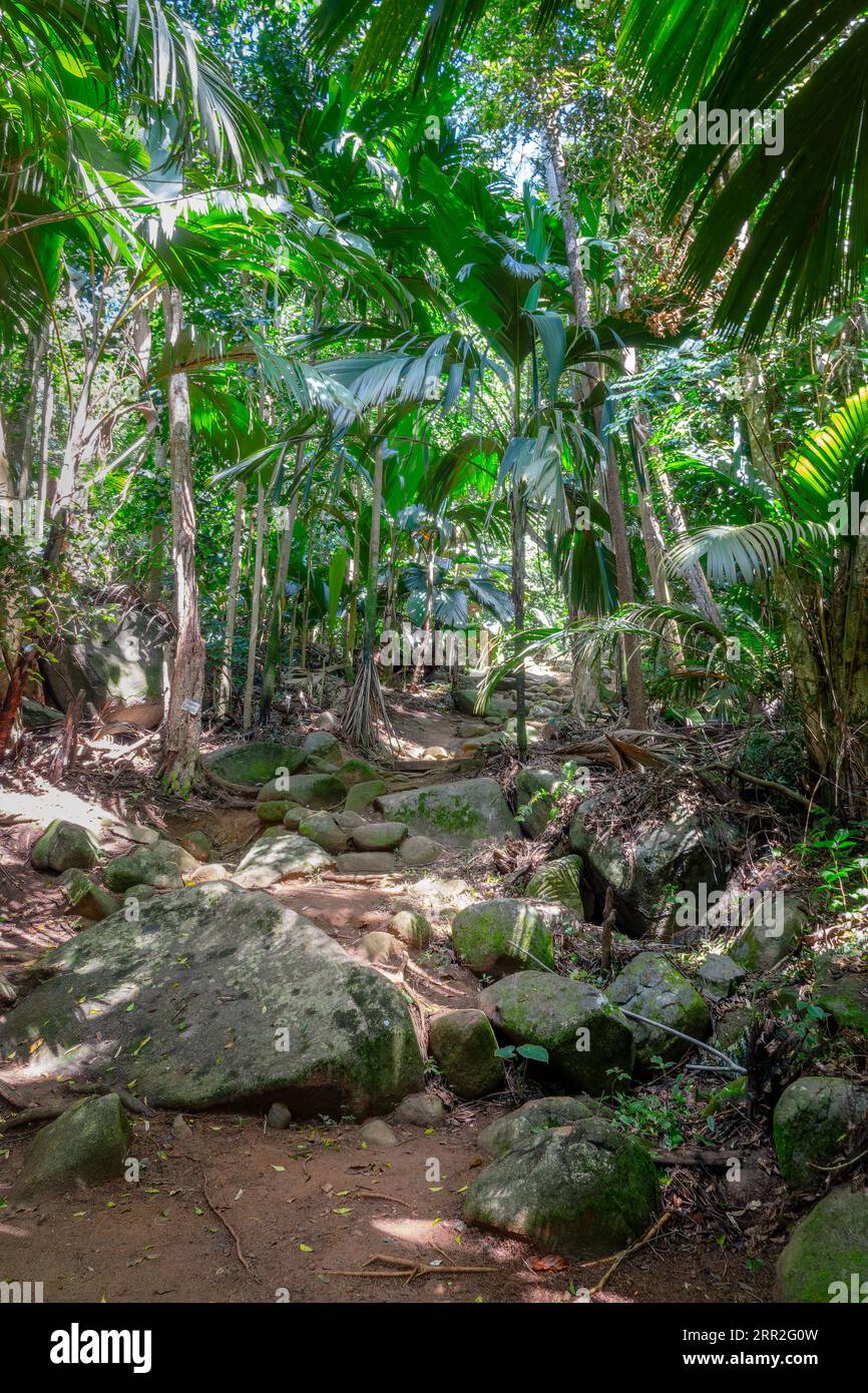 Wandern auf einem Wanderweg im tropischen Regenwald des Morne Seychellois National Park, Mahé Insel Seychellen Stockfoto