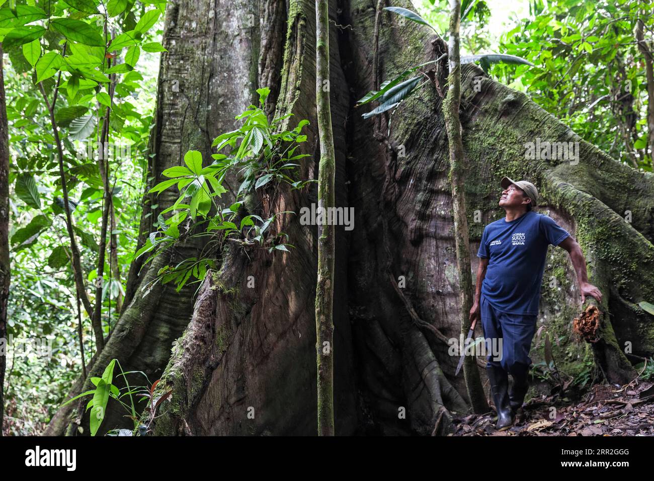 Mann, der die Wurzeln eines Baumes hochklettert, Ecuador Stockfoto