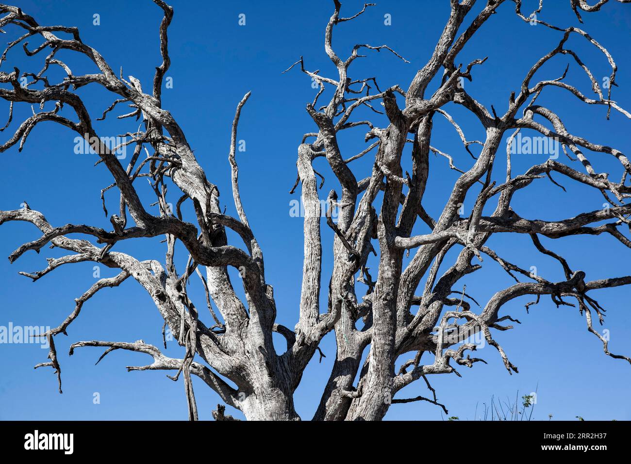 Toten Baum, Chobe National Park, North-West District, Botswana Stockfoto