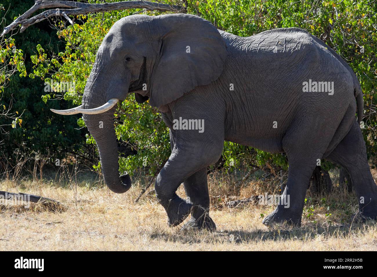 Afrikanischer Elefant (Loxodonta africana), Moremi Game Reserve, Botswana Stockfoto