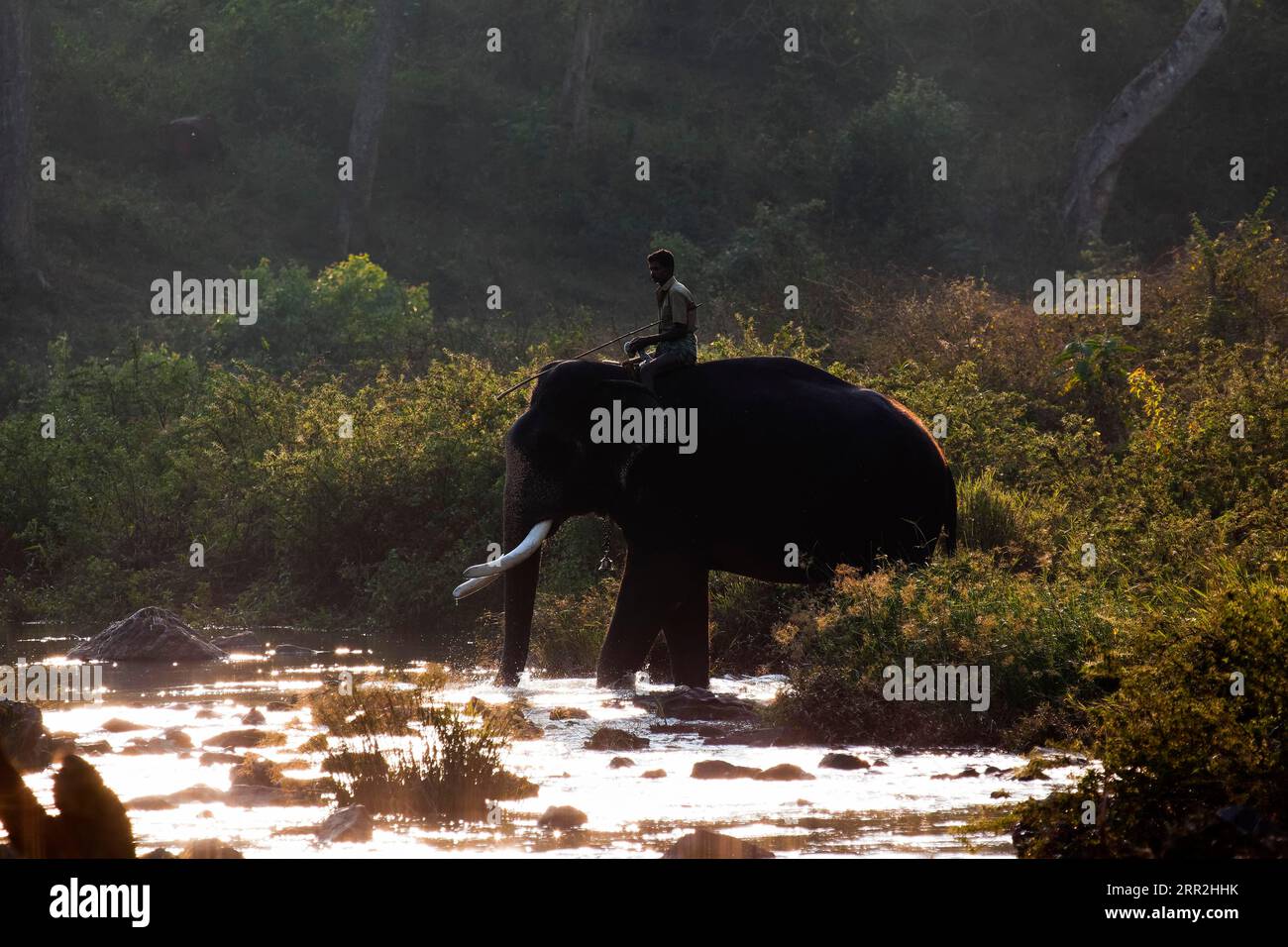 Asiatischer Elefant (Elephas maximus) mit Elefantenfahrer am Fluss, Mudumalai Nationalpark, Nilgiris Bezirk, Tamil Nadu, Indien Stockfoto