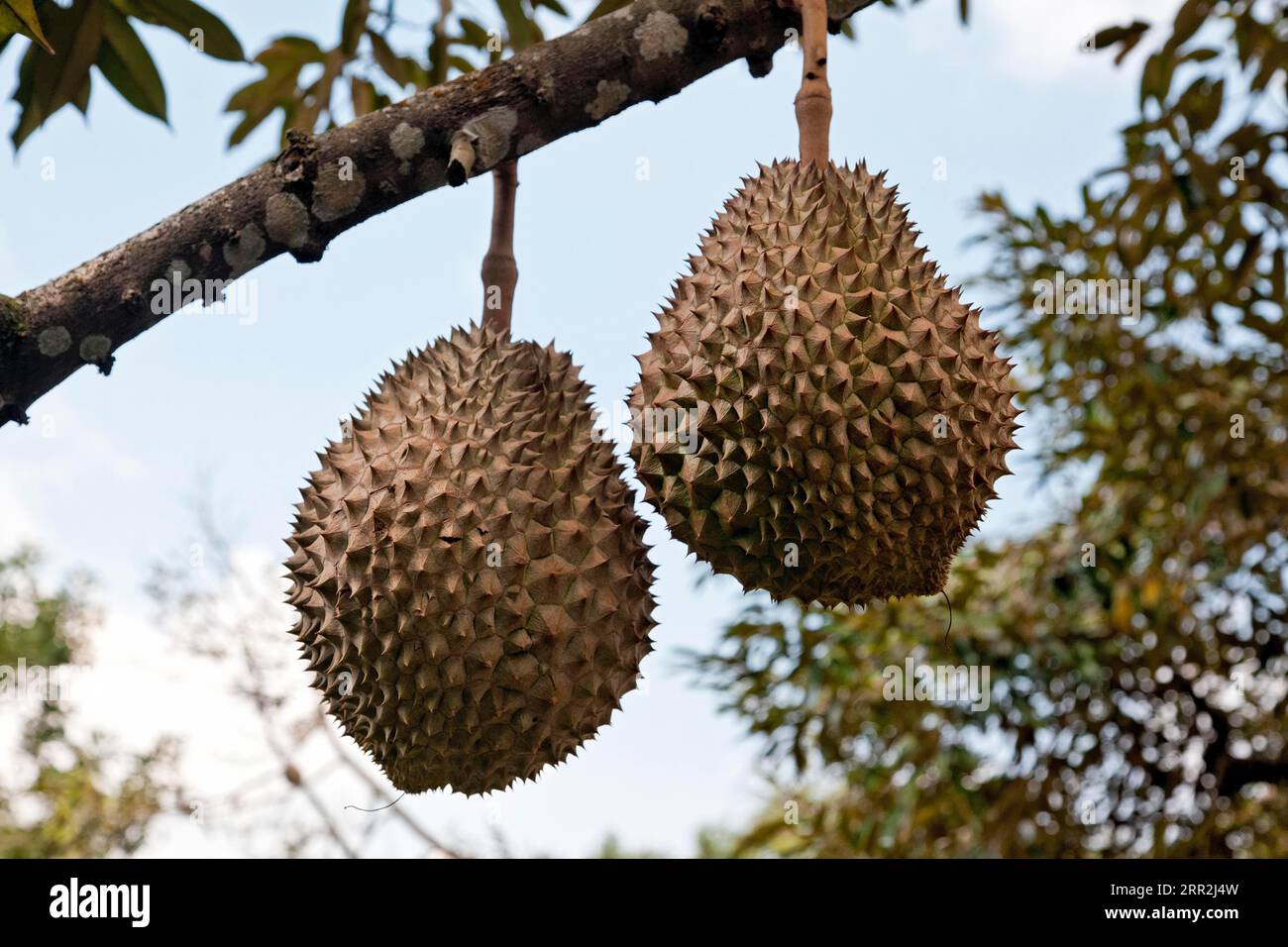 Durian (Durio zibethinus), Frucht auf Zweig, Morn Thong, Thailand Stockfoto