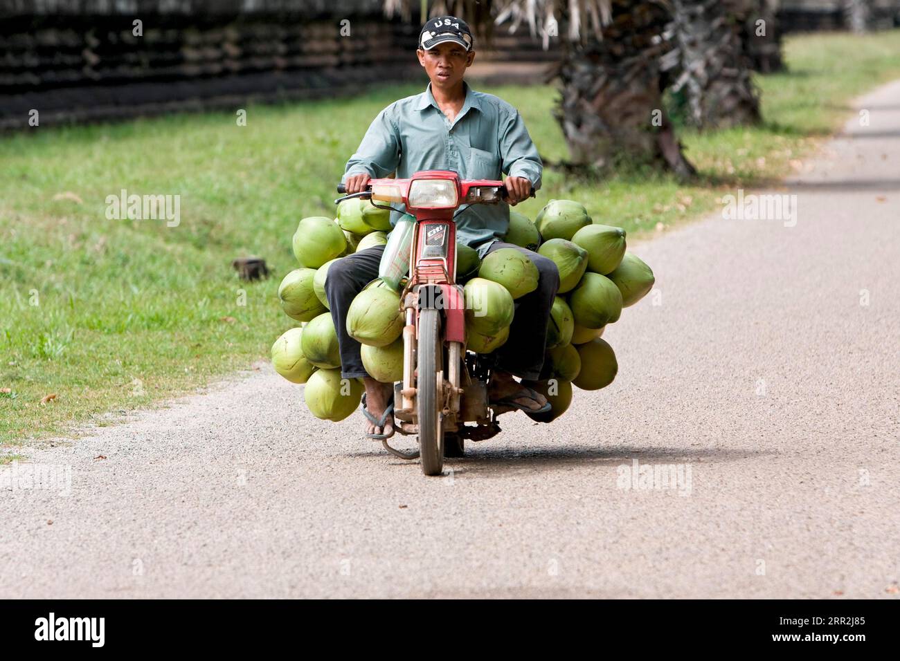 Mann auf Moped, der frische Kokosnüsse transportiert, Kambodscha, Südostasien Stockfoto