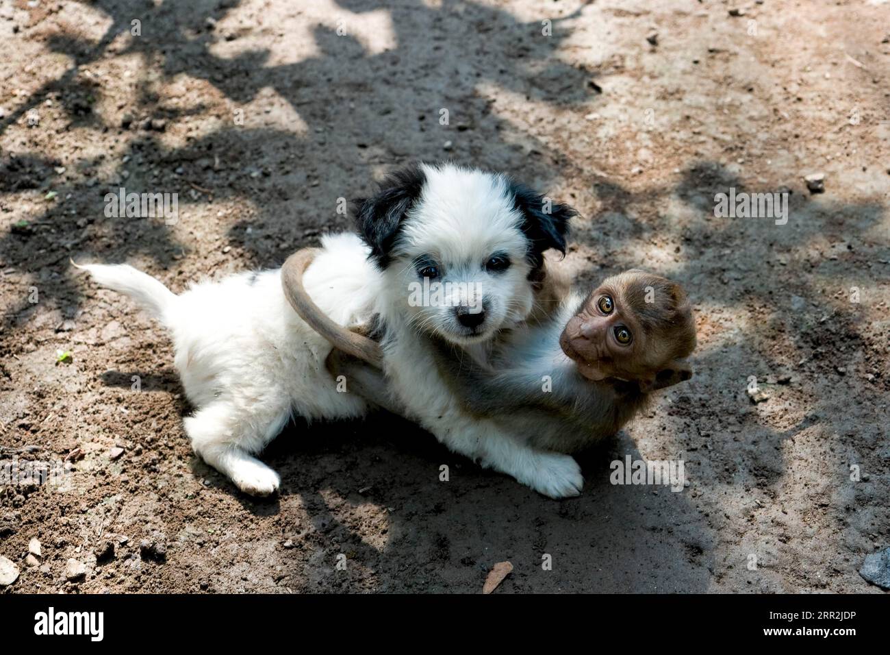 Umarmen Sie Hund und Affe, Vietnam, Südostasien Stockfoto