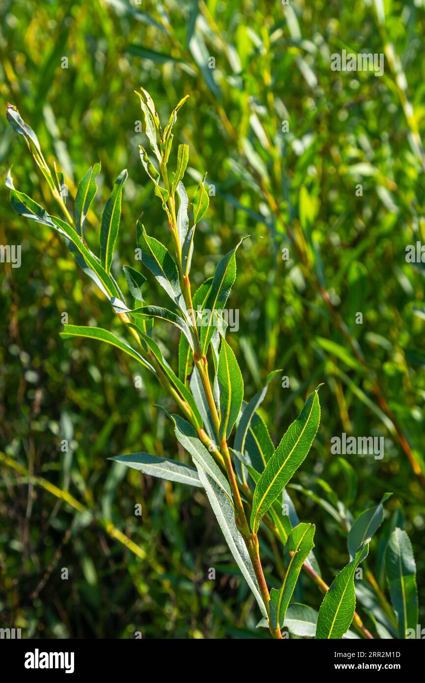 Salix purpurea purpurpurrote Weide oder Korbweide ist eine Art von Salix, die in den meisten Teilen Europas heimisch ist. Violette Weidenkatze, Salix purpurea. Stockfoto