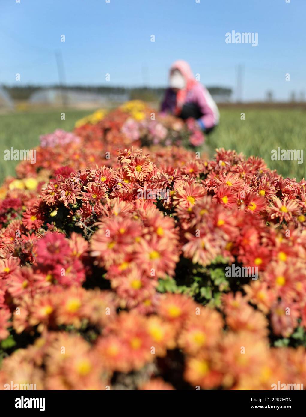 201014 -- TAI AN, 14. Oktober 2020 -- Ein Bauer krautet auf einem Blumenfeld im Dorf Yahua im Unterbezirk Bajiaotai im Kreis Tai an, Provinz Liaoning im Nordosten Chinas, 13. Oktober 2020. Der Unterbezirk Bajiaotai im Tai an County in Anshan City ist eine bekannte Basis für den Blumenanbau. Seit Beginn des 13. Fünfjahresplanzeitraums 2016-2020, hat es mehr als hundert Sorten von Blumen angebaut, mit einem jährlichen Produktionswert von über 50 Millionen Yuan, etwa 7,4 Millionen US-Dollar. CHINA-LIAONING-TAI AN-FLOWER GROWING CN YAOXJIANFENG PUBLICATIONXNOTXINXCHN Stockfoto