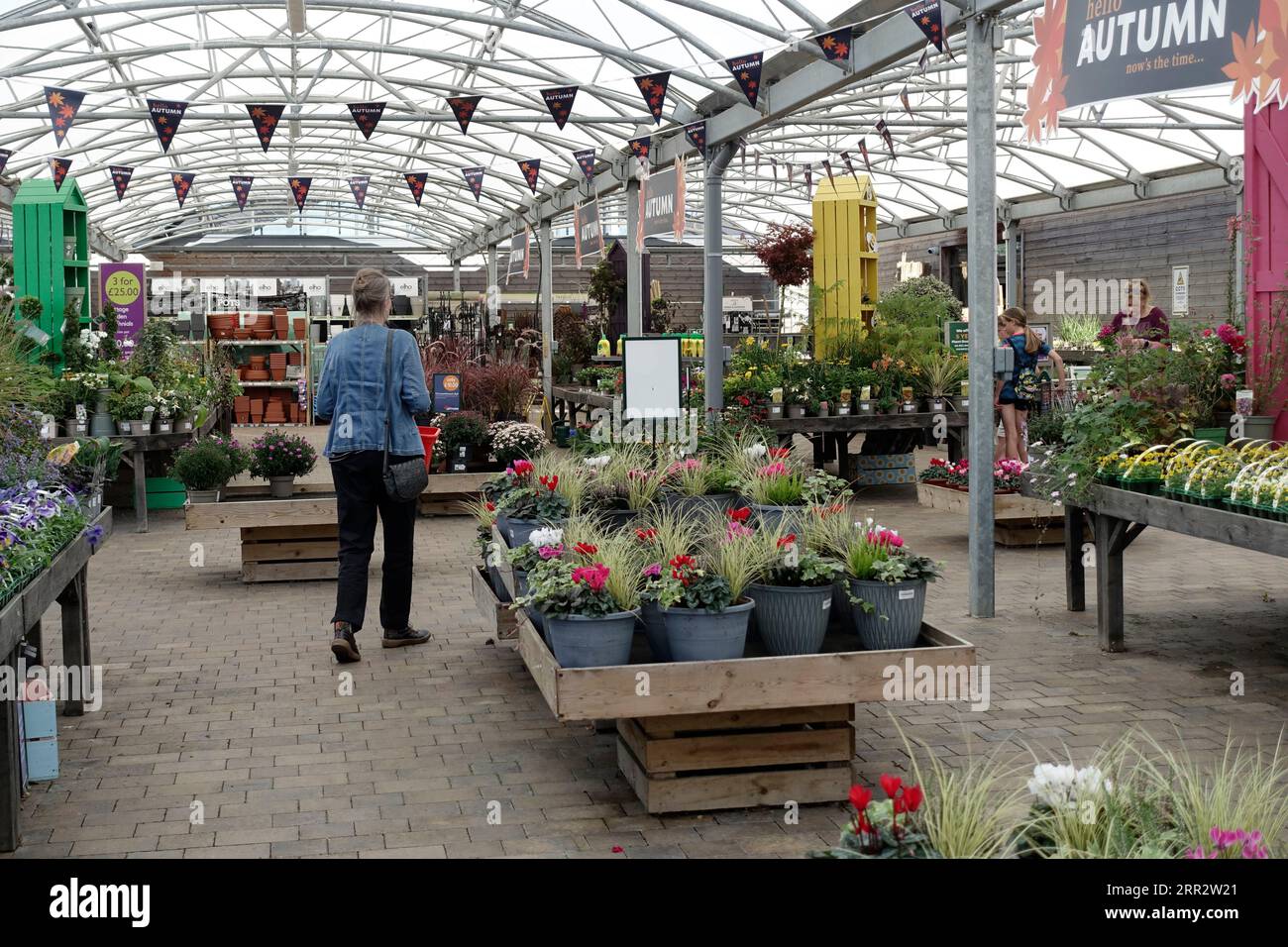 Eine ältere Frau, die im Herbst ein Gartencenter mit Bettwäschepflanzen zum Verkauf ansieht Stockfoto