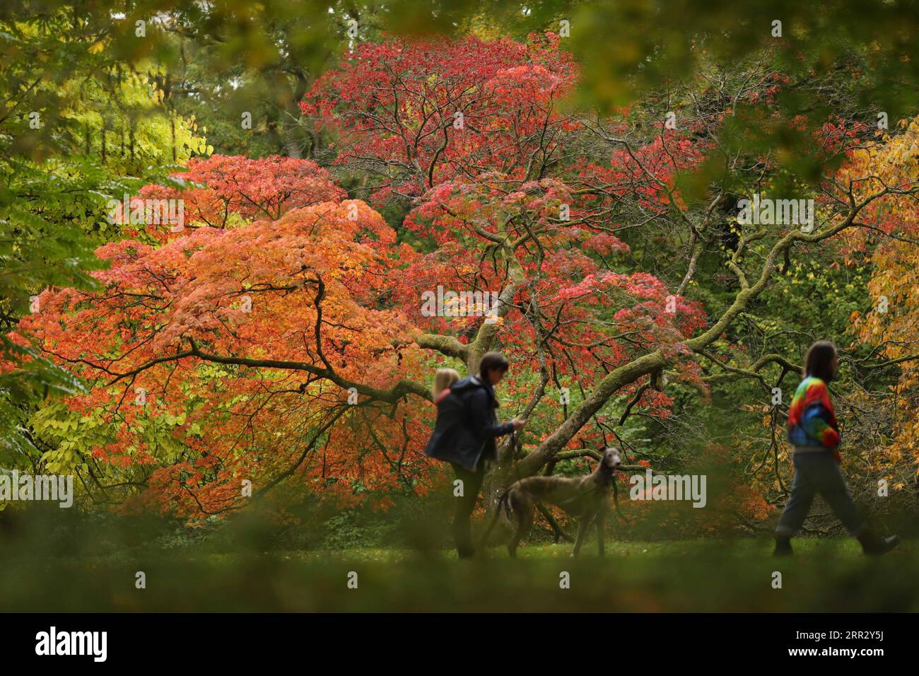 201018 -- GLOUCESTERSHIRE, 18. Oktober 2020 -- die Menschen genießen die Herbstfarben in Westonbirt, dem National Arboretum bei Tetbury, in Gloucestershire, Großbritannien am 17. Oktober 2020. Foto von /Xinhua BRITAIN-GLOUCESTERSHIRE-HERBSTLANDSCHAFT TimxIreland PUBLICATIONxNOTxINxCHN Stockfoto