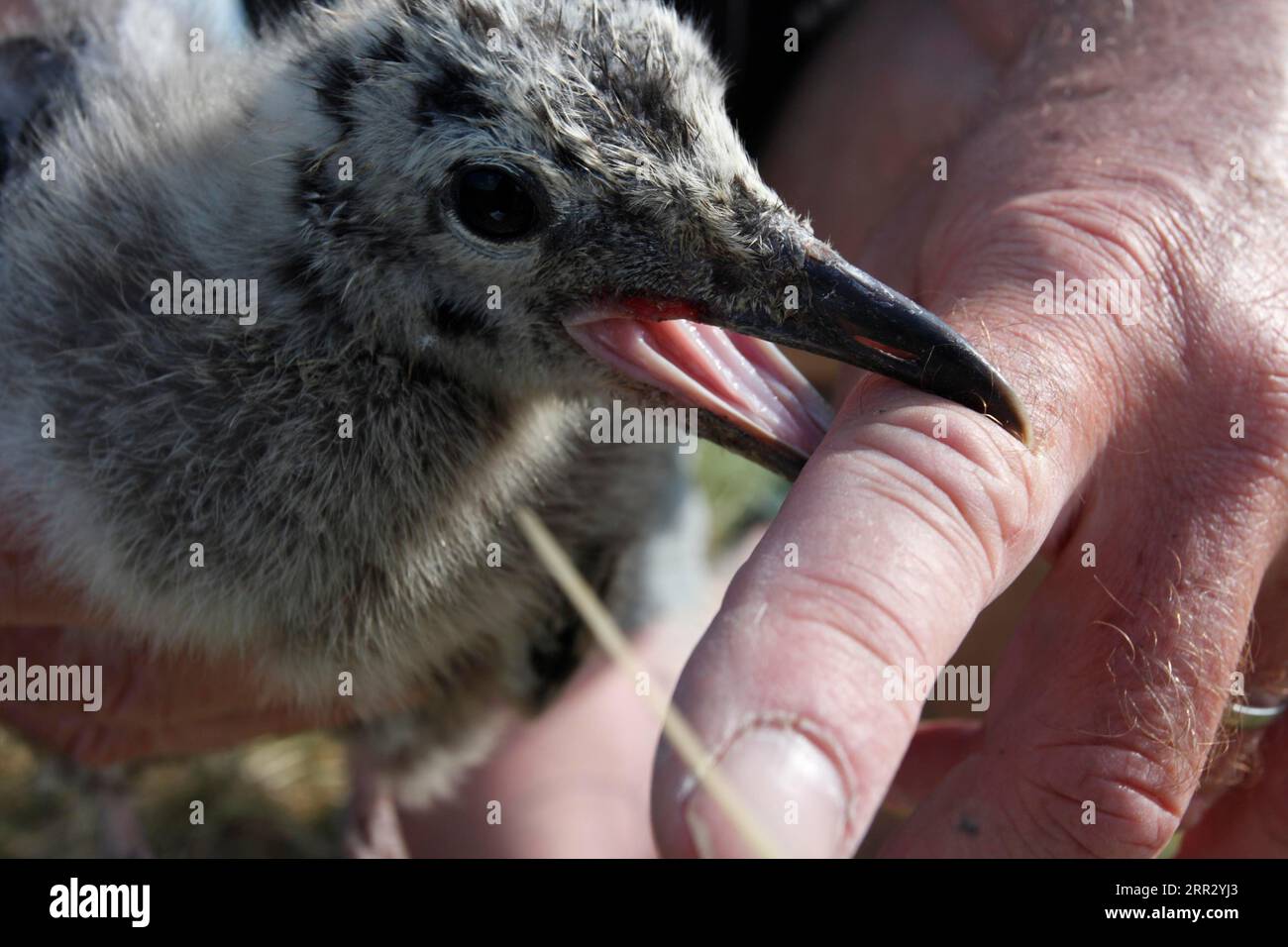 Wissenschaftliche Studie, juvenile Kleinmöwe (Larus fuscus), Nationalpark Niedersächsisches Wattenmeer, Niedersachsen, Deutschland Stockfoto