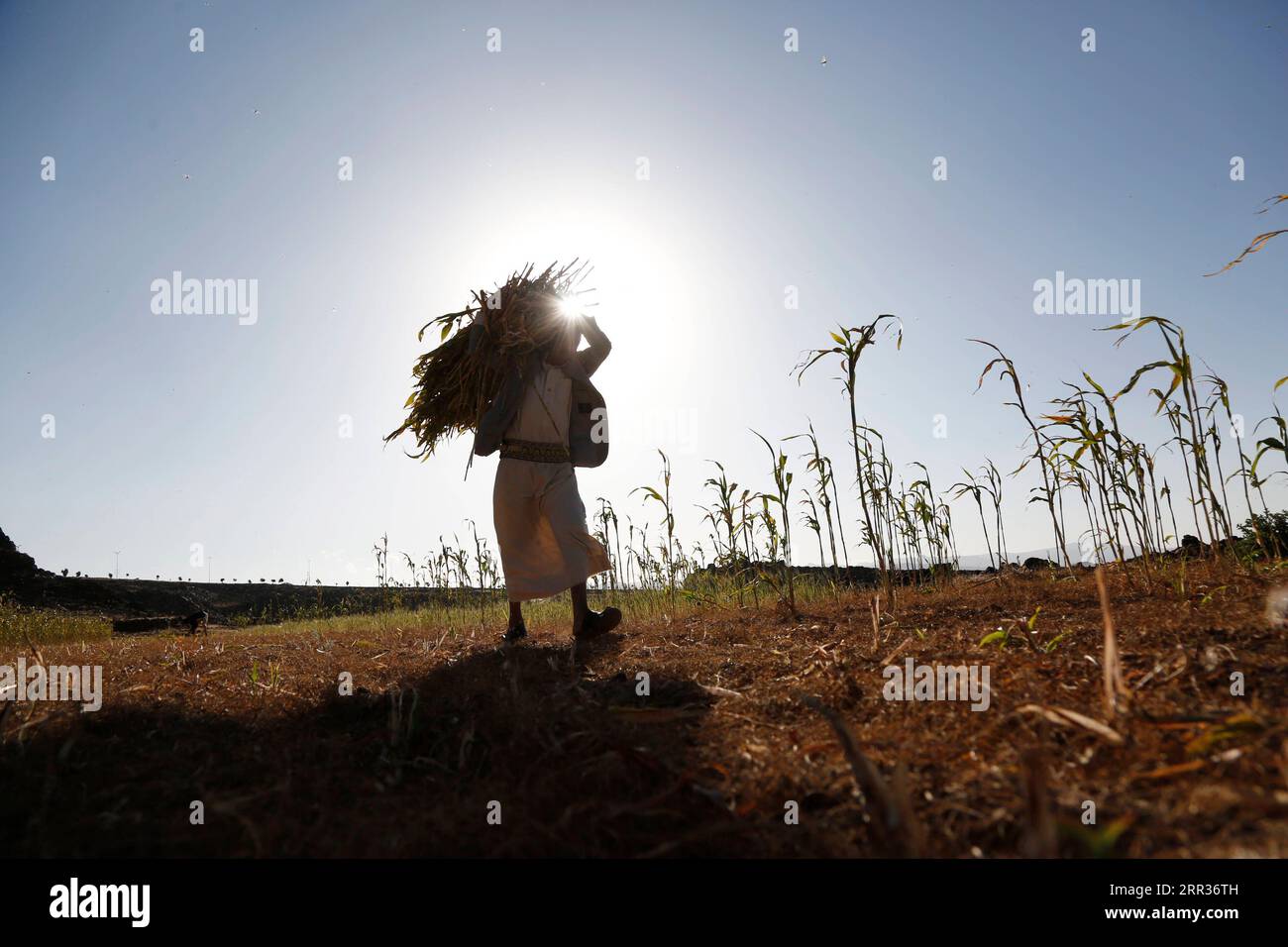 201025 -- AMRAN, 25. Oktober 2020 -- Ein Bauer trägt während der Sorghumerntesaison in der Provinz Amran, Jemen, 24. Oktober 2020 Sorghumstiele. Foto von /Xinhua YEMEN-AMRAN-SORGHUM ERNTE MohammedxMohammed PUBLICATIONxNOTxINxCHN Stockfoto