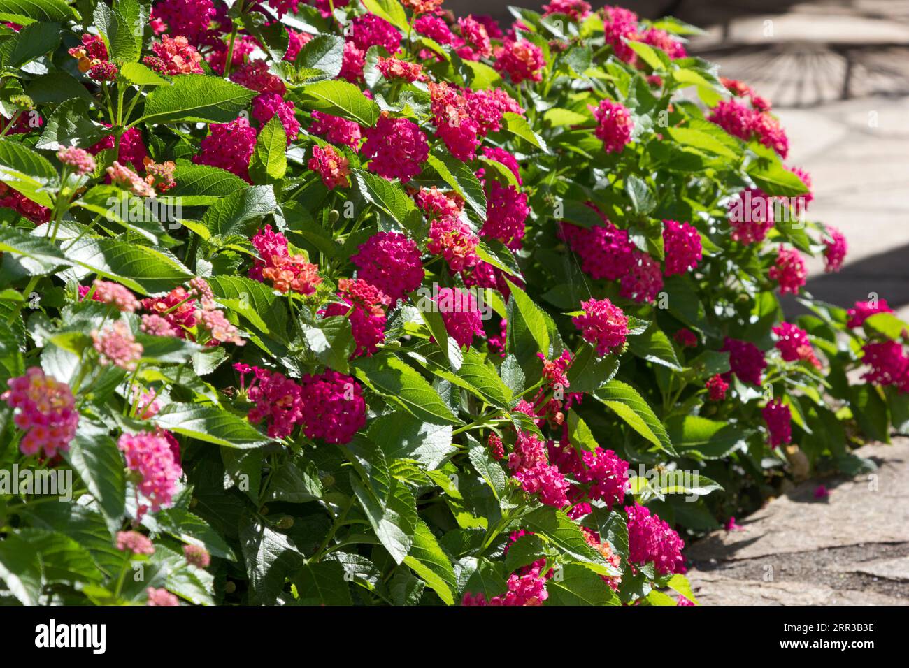 Lantana Blumen Stockfoto