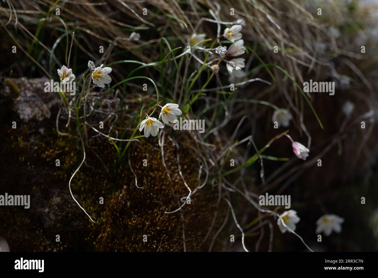 Snowdon Lily (Lloydia aka gagea serotina) Schweiz CH Juni 2013 Stockfoto