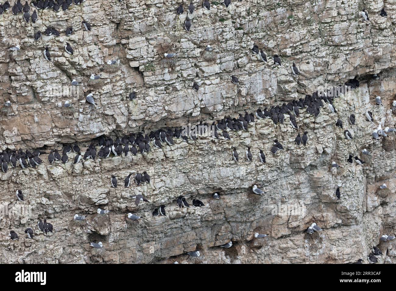 Guillemot (Uria aalge) reihte sich am Cliffs Yorkshire GB im Juni 2021 DxO 300dpi.jpg Bild-ID: 2RR3C8E an Stockfoto