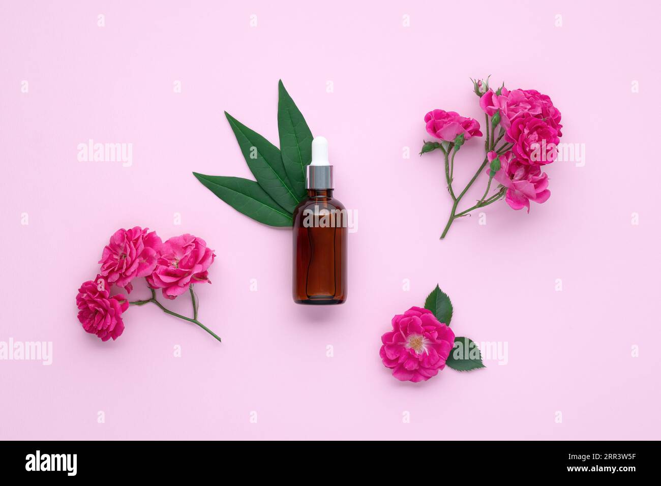 Eine Glasflasche mit Tropfer. Aromaöl oder Gesichtsserum auf rosafarbenem Papierhintergrund. Kleine Zweige mit Rosenblüten und grünen Blättern. Natürliches Anti-Aging Stockfoto