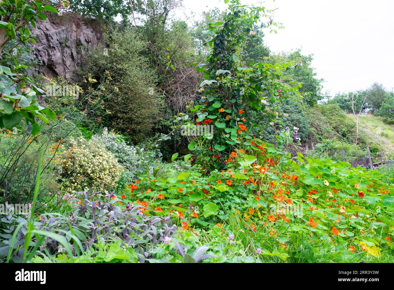 Nasturtiums, die im Spätsommer in ländlichem Kräuterblüten- und Gemüsegarten bewachsen sind, mit Sträuchern, Töpfen, Pflanzen Carmarthenshire Wales UK 2023 KATHY DEWITT Stockfoto