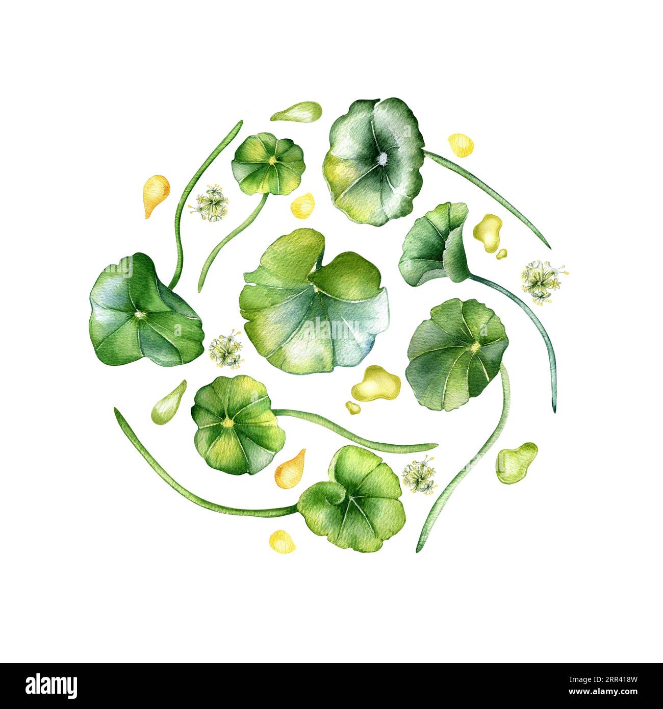 Kreis von Centella asiatica Aquarellillustration isoliert auf weiß. Gotu Kola Kräuterpflanzen, Öltropfen von Hand gezeichnet. Konstruktionselement für Paket Stockfoto