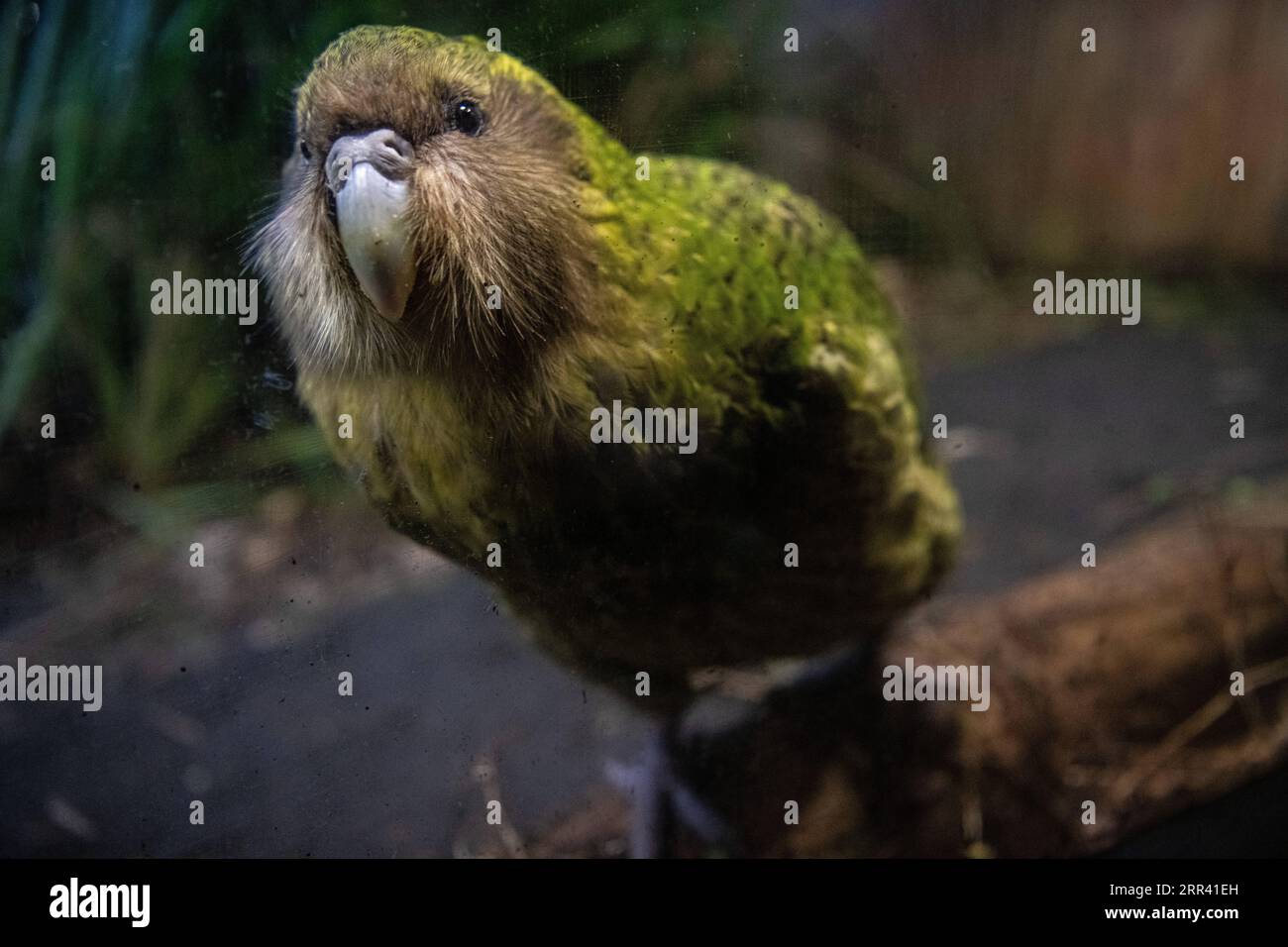 201116 -- DUNEDIN, 16. Nov. 2020 -- Aktenfoto vom 12. Sept. 2018 zeigt einen Kakapo namens Sirocco, der im Orokonui Ecosanctuary in Dunedin, Neuseeland ausgestellt ist. Der vom Aussterben bedrohte einheimische Vogel Kakapo hat zum zweiten Mal den neuseeländischen Vogel des Jahres 2020 gewonnen, wie der Veranstalter Forest and Bird am Montag mitteilte. Dieser jährliche Wettbewerb wird von Forest and Bird, einer unabhängigen Naturschutzorganisation, ausgetragen, um die Menschen für natürliche Vögel zu sensibilisieren. Foto von /Xinhua NEUSEELAND-KAKAPO-VOGEL DES JAHRES YangxLiu PUBLICATIONxNOTxINxCHN Stockfoto