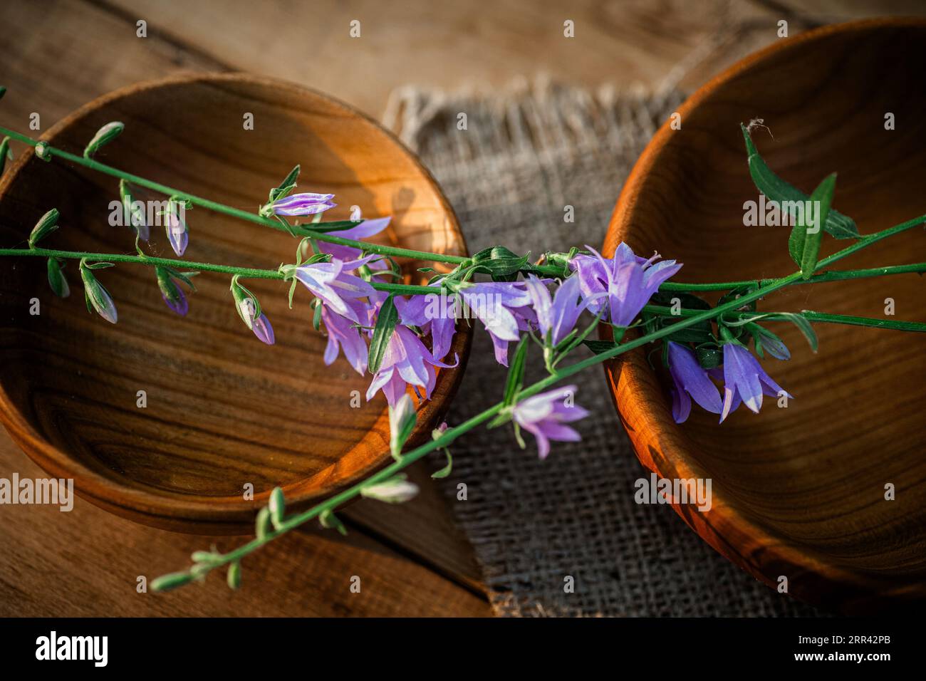 Frisch geschnittene Campanula rotundifolia blüht auf einer Holzplatte, die in der alternativen Medizin wegen ihrer heilenden Eigenschaften geschätzt wird Stockfoto