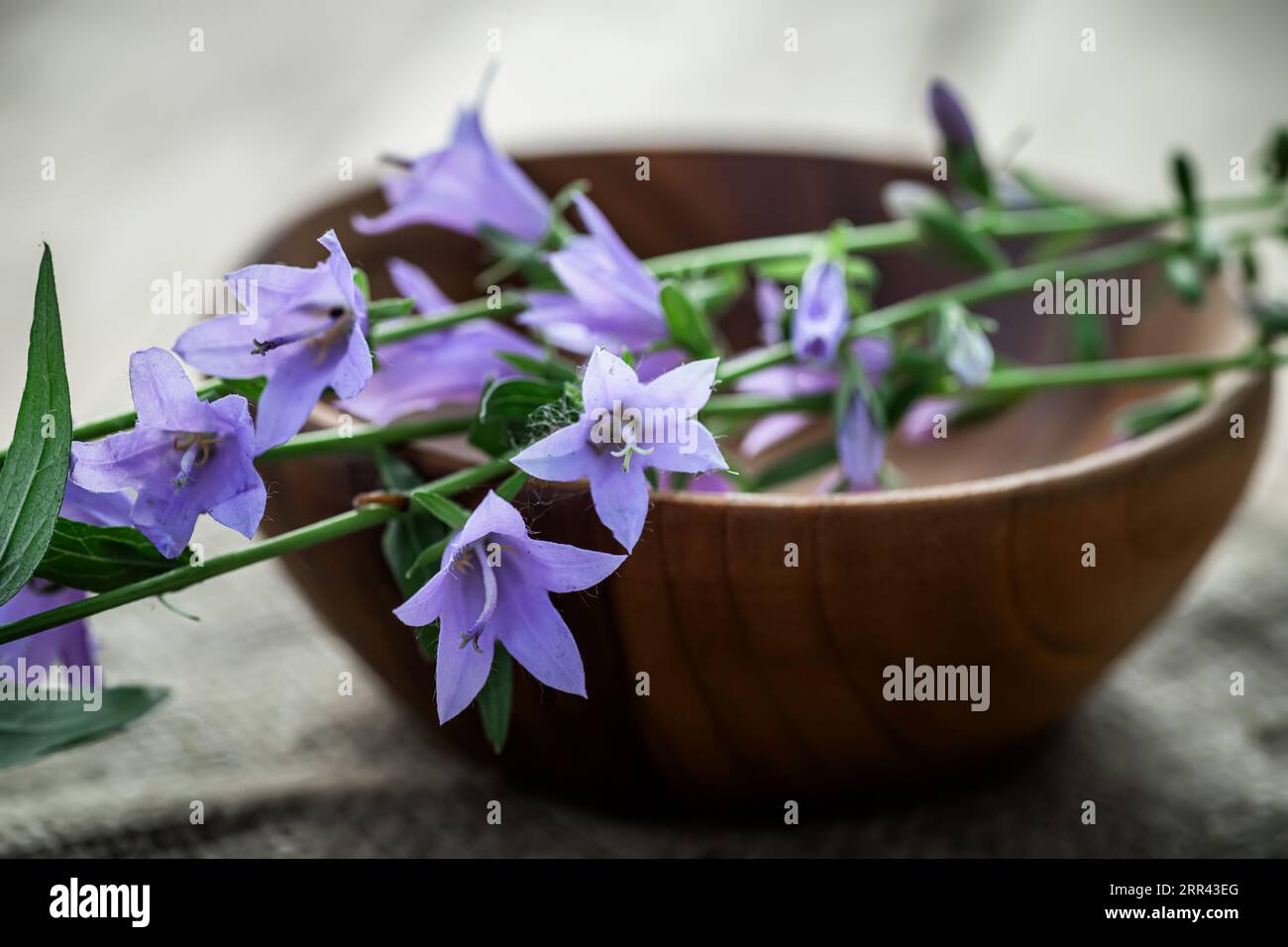 Campanula rotundifolia Blooms, ein wichtiger Bestandteil der unkonventionellen Medizin auf rustikalem Holz Stockfoto