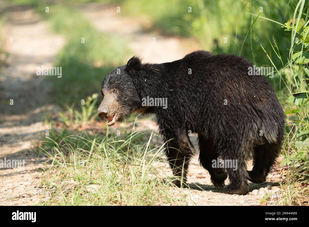 Ein einsamer Schwarzbär schlendert entlang einer Landstraße in einer wilden und unberührten Landschaft Stockfoto