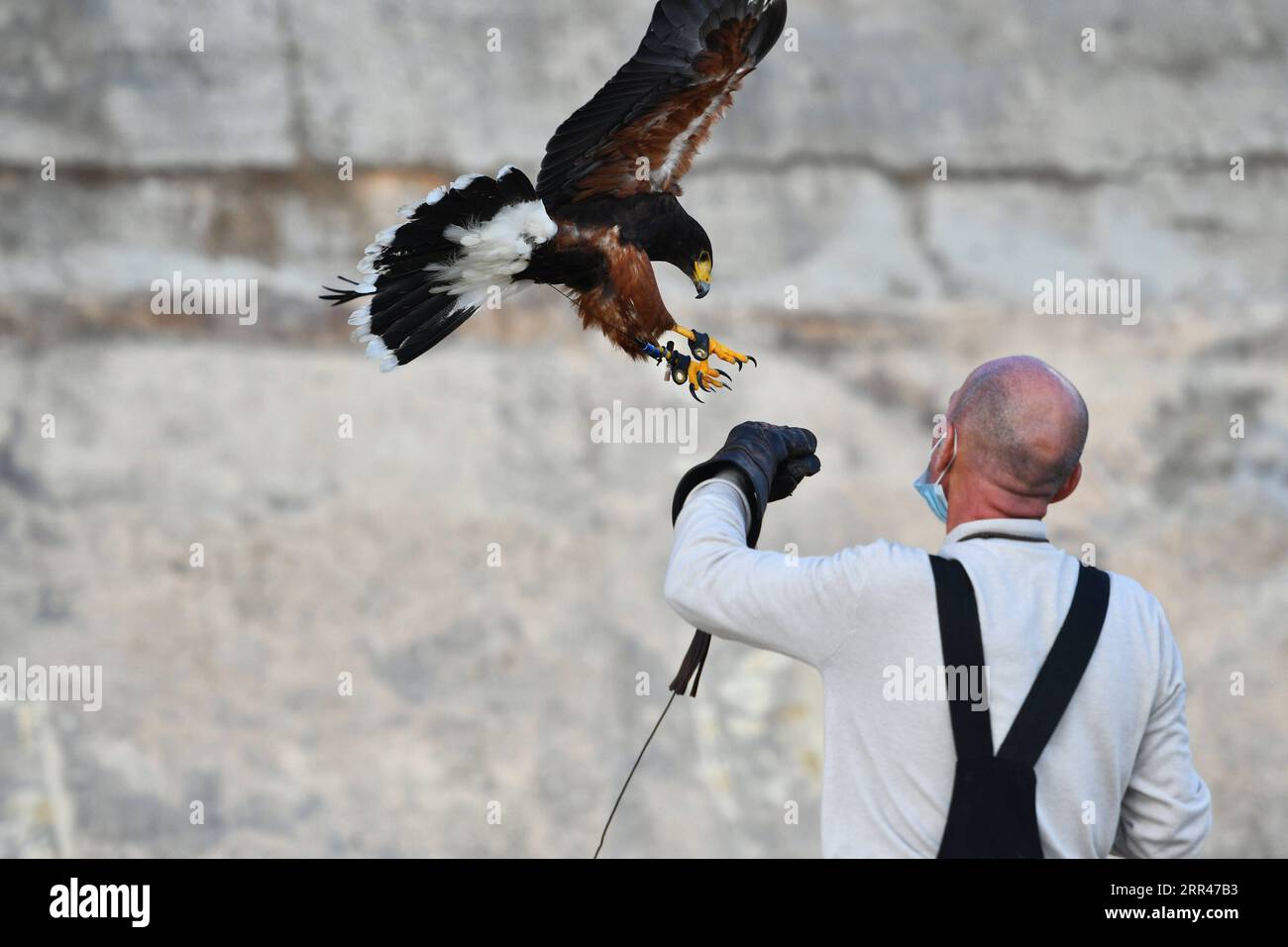 201123 -- ZURRIEQ, 23. November 2020 -- Ein Falkner und sein harris Falke nehmen an der Falknerei-Demonstration in Wied iz-Zurrieq, Malta, 22. November 2020 Teil. Die Veranstaltung wird anlässlich des World Falconry Day veranstaltet, der von der International Association for Falconry and the Conservation of Birds of Prey gegründet wurde. Foto: /Xinhua MALTA-ZURRIEQ-WORLD FALKNEREI-TAGFALKONER JonathanxBorg PUBLICATIONxNOTxINxCHN Stockfoto