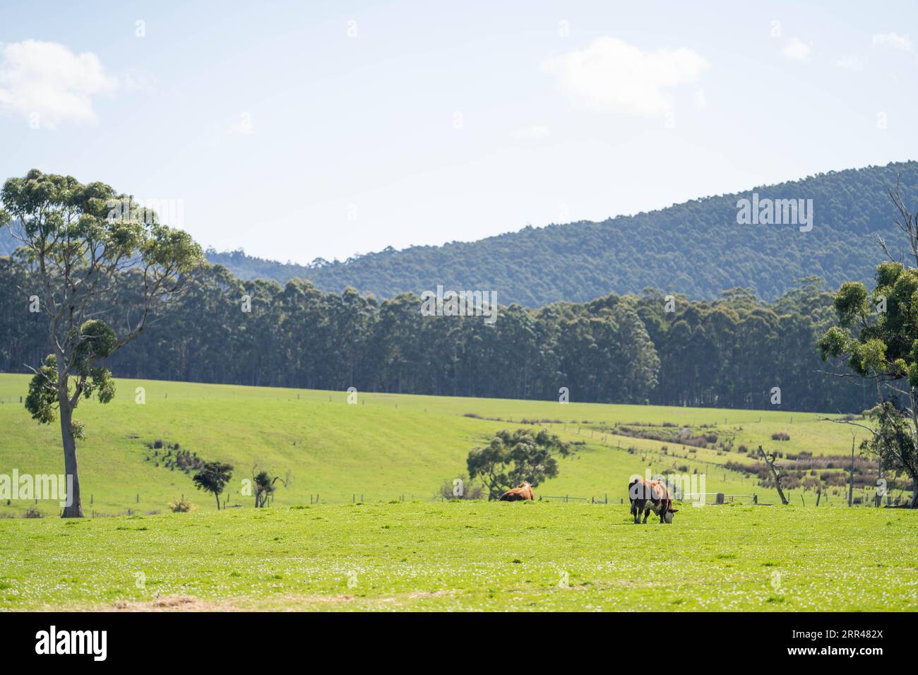 hereford-Stier in einem Fahrerlager auf einer Farm Stockfoto