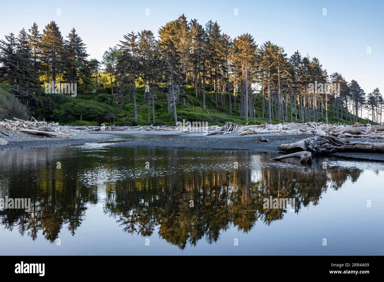 WA23566-00...WASHINGTON - Bäume über Ruby Beach, die sich in den stillen Gewässern des Cedar Creek am frühen Morgen des Olympic National Park spiegeln. Stockfoto
