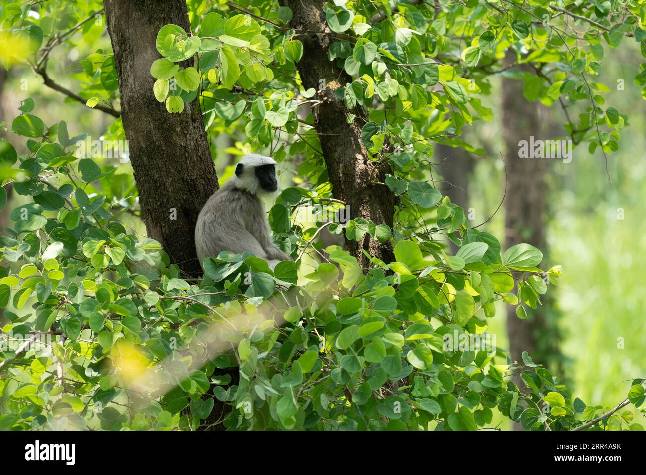Eine Gruppe Primaten thront auf einem üppigen grünen Baum und genießt die Schatten des umgebenden Laubs Stockfoto