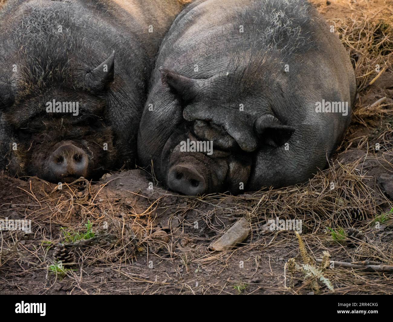 Schwarze Schweine, die im Schlamm schlafen. Nahaufnahme von Gascon Schwarzes Schwein im Schlamm, auch Bigorre Schwarzes Schweinefleisch genannt Stockfoto