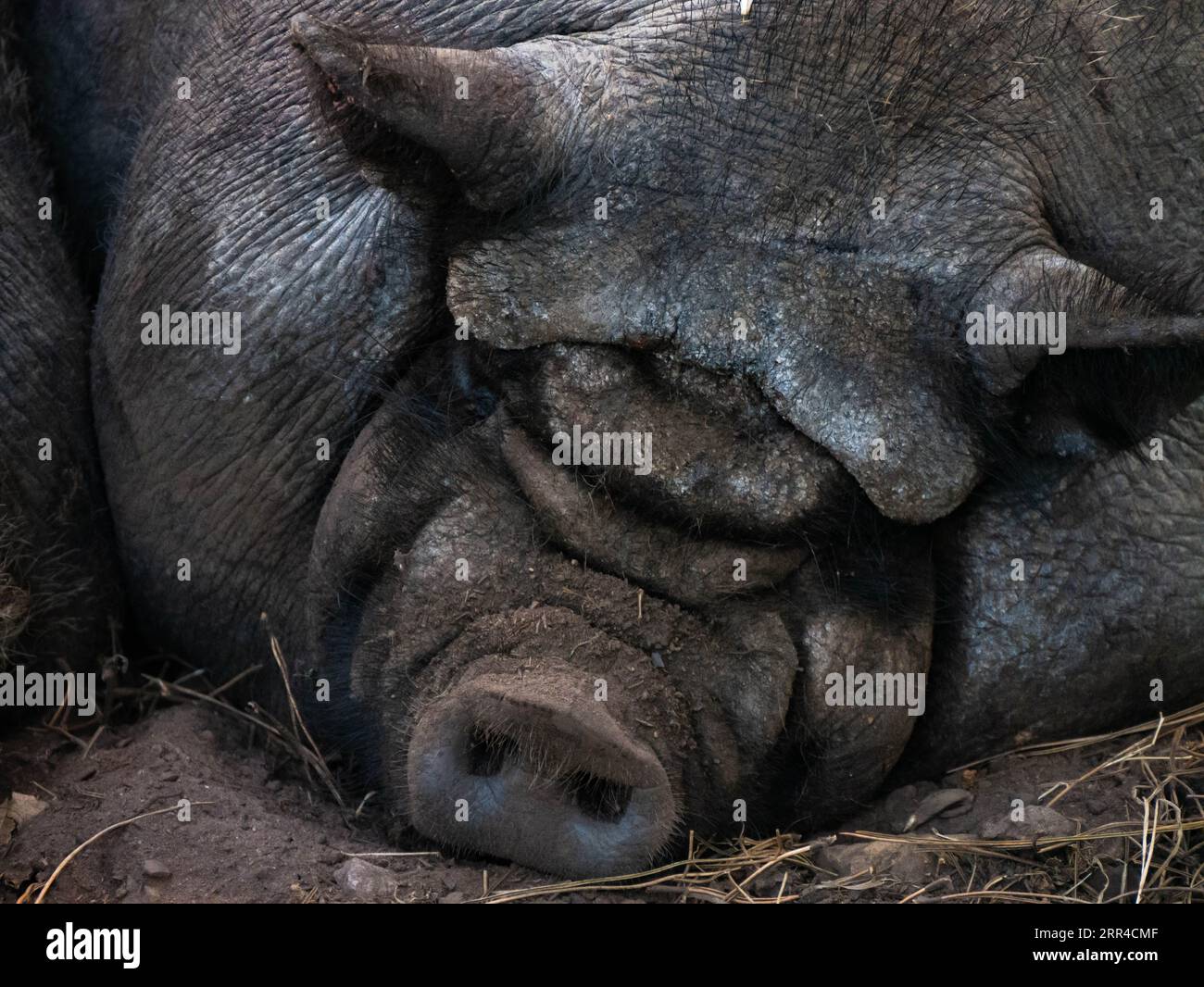 Nahaufnahme von Bigorre Schwarzes Schwein, das im Schlamm schläft. Gascon Schwein im Schlamm Stockfoto