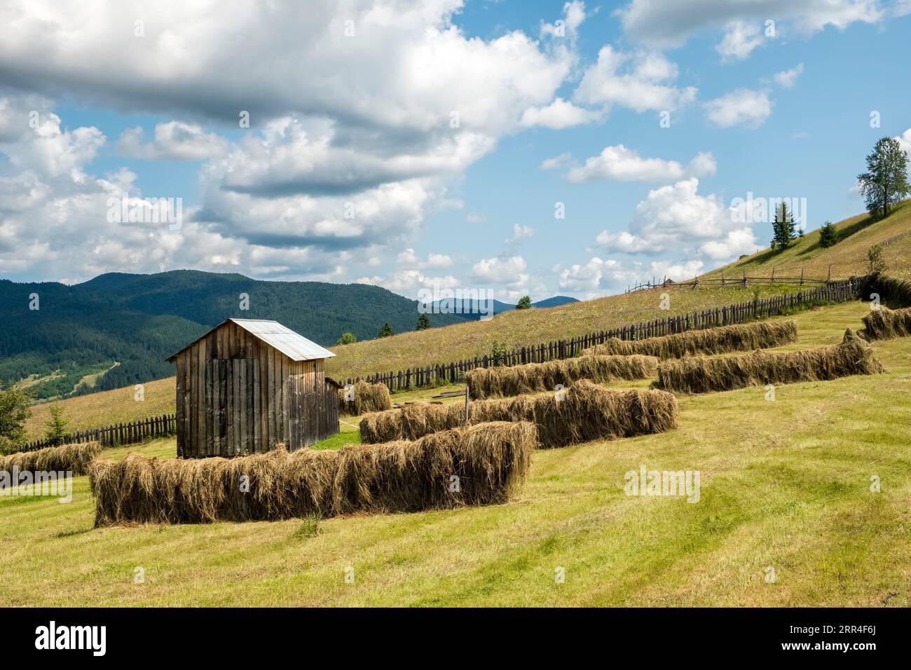 Heu auf Holzzäunen auf Feldern in der Nähe von Moldovița, Bucovina, Nordrumänien, wo traditionelle Anbaumethoden weit verbreitet sind Stockfoto