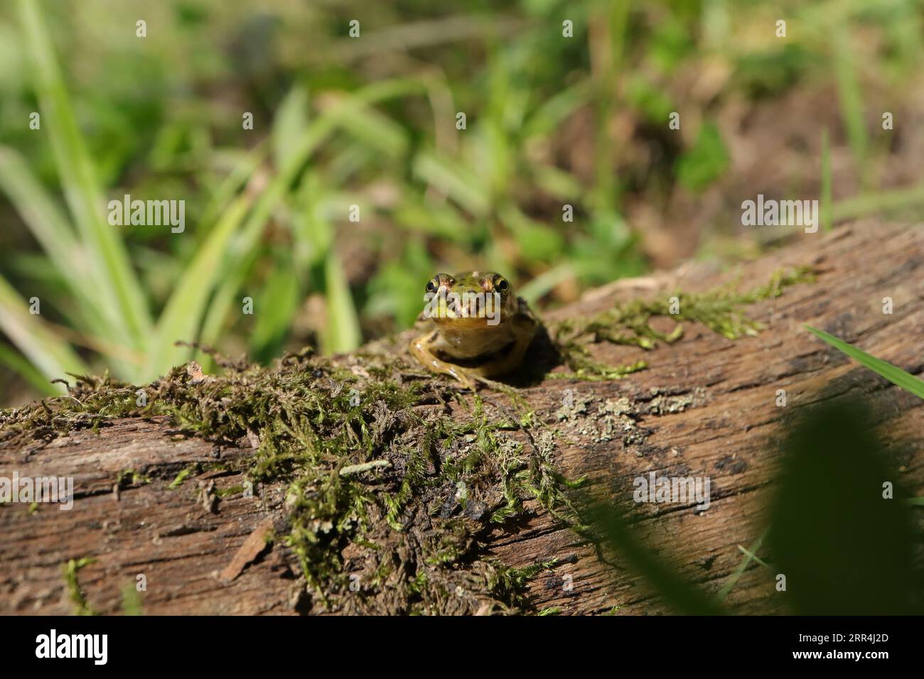 Junger grüner Frosch auf einem Baumstamm (Pelophylax kl. Eskulentus) --- Jeune grenouille verte sur un tronc d'arbre (Pelophylax kl. Eskulentus) Stockfoto