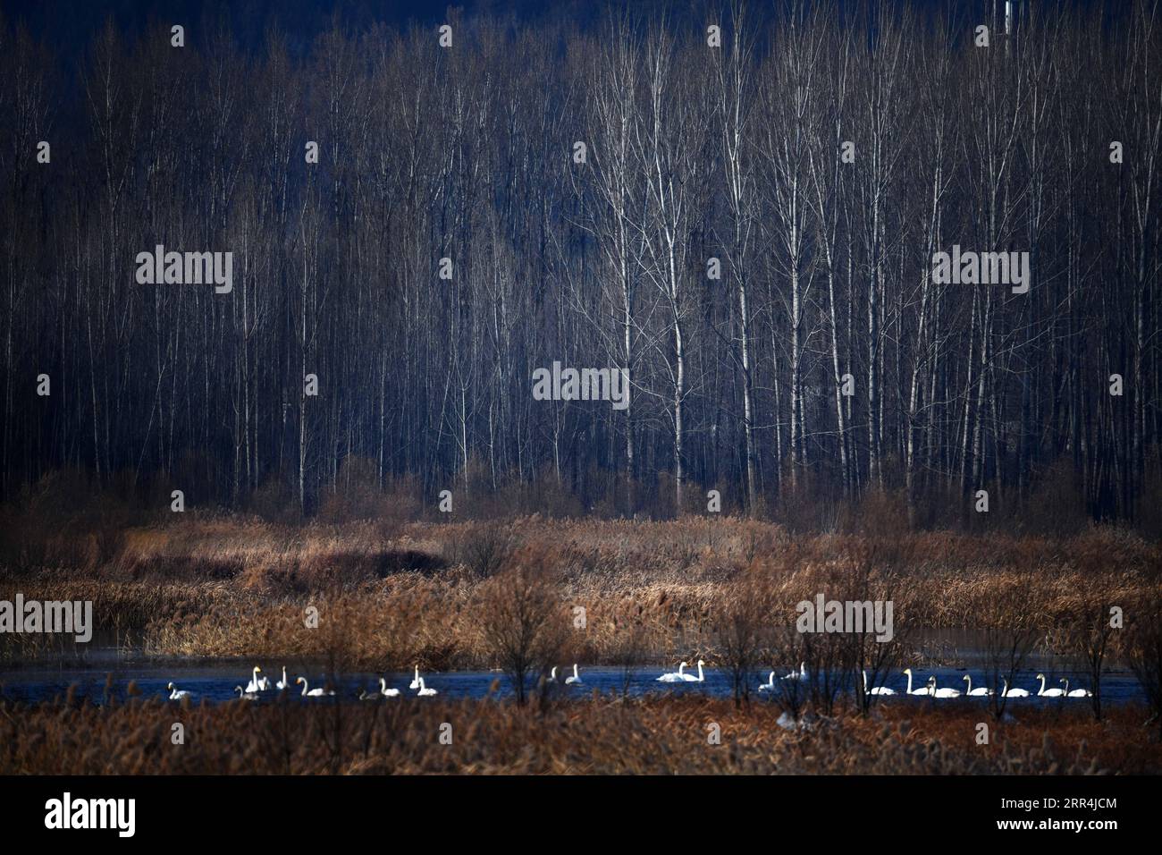 201206 -- PEKING, 6. Dezember 2020 -- Schwäne ruhen sich am Huairou Reservoir in Peking, Hauptstadt von China, 6. Dezember 2020. CHINA-BEIJING-HUAIROU-SWAN CN YangxWenbin PUBLICATIONxNOTxINxCHN Stockfoto