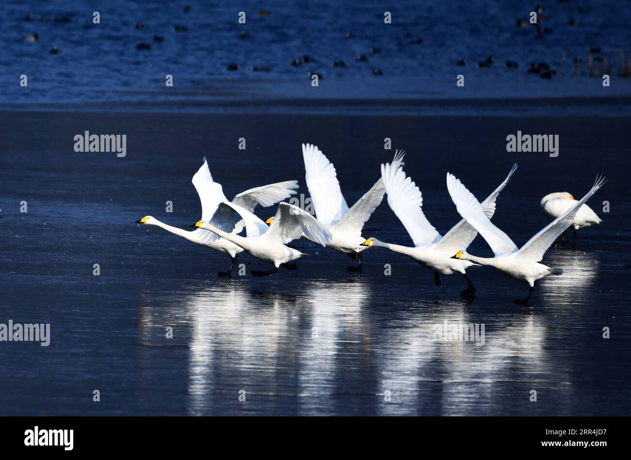 201206 -- PEKING, 6. Dezember 2020 -- Schwäne fliegen über den Huairou-Stausee in Peking, Hauptstadt von China, 6. Dezember 2020. CHINA-BEIJING-HUAIROU-SWAN CN YangxWenbin PUBLICATIONxNOTxINxCHN Stockfoto
