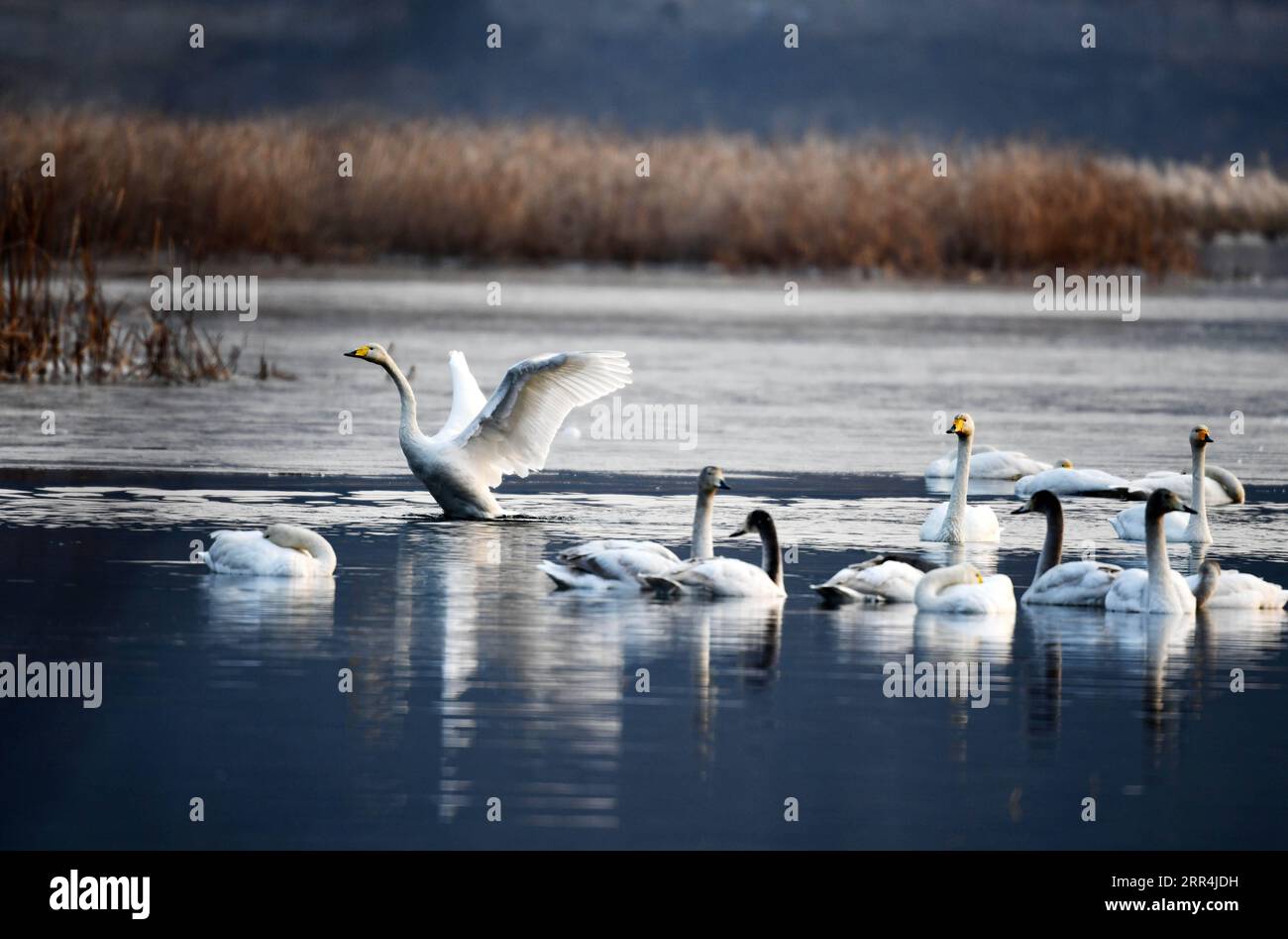 201206 -- PEKING, 6. Dezember 2020 -- Schwäne ruhen sich am Huairou Reservoir in Peking, Hauptstadt von China, 6. Dezember 2020. CHINA-BEIJING-HUAIROU-SWAN CN YangxWenbin PUBLICATIONxNOTxINxCHN Stockfoto